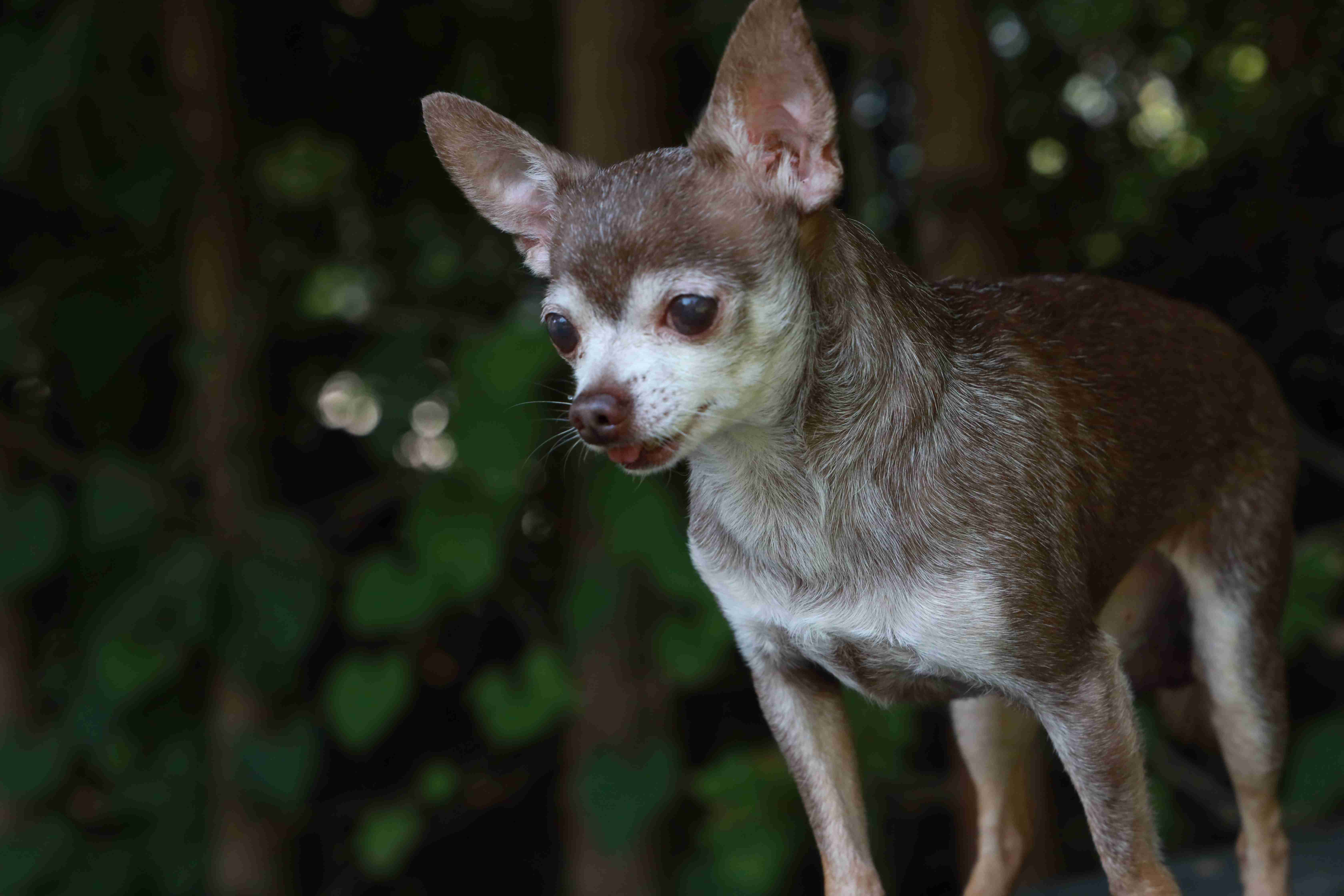 How can you prevent Chihuahua aggression towards other dogs when walking them on a leash?
