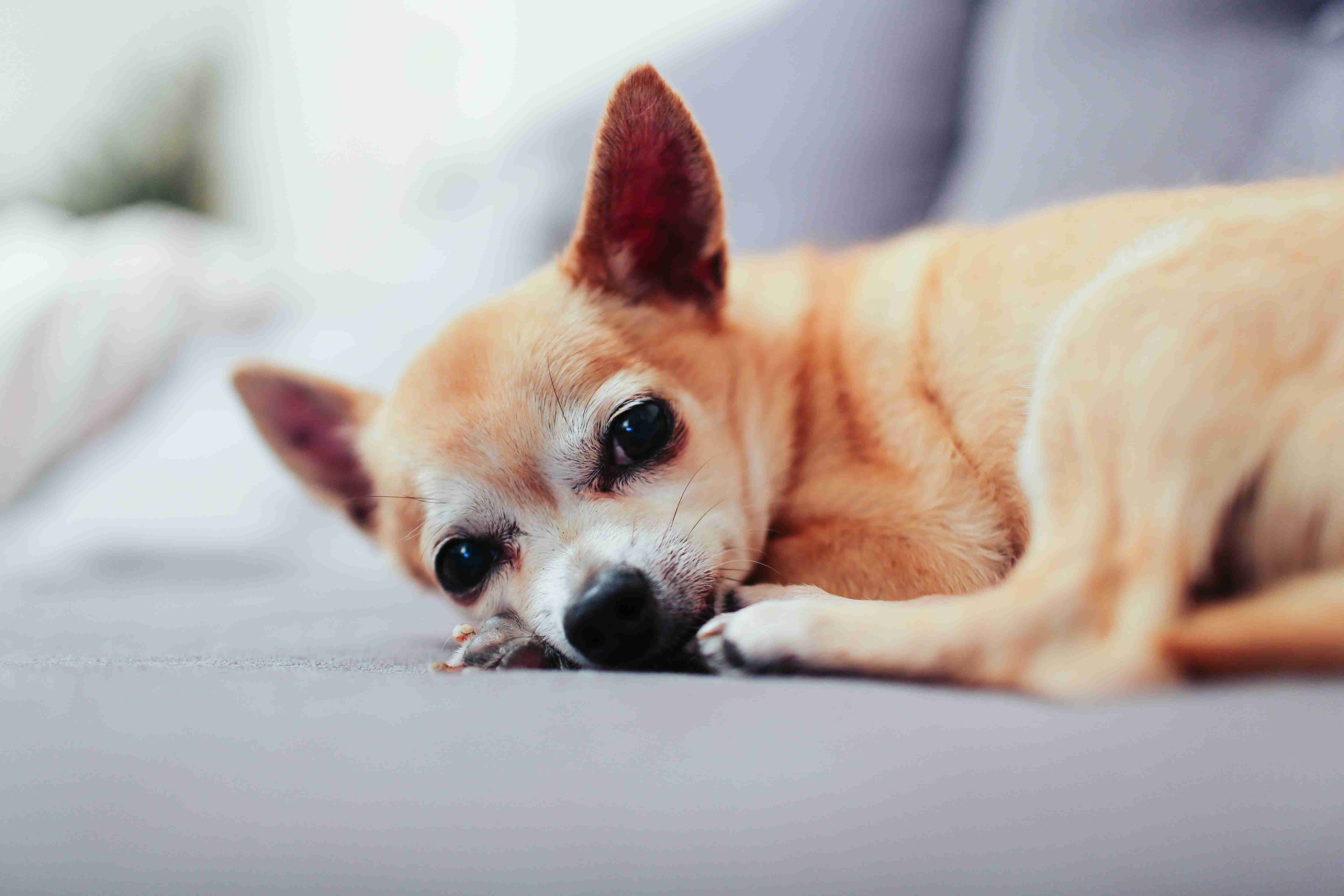 How can you protect yourself and others from a potentially aggressive Chihuahua?
