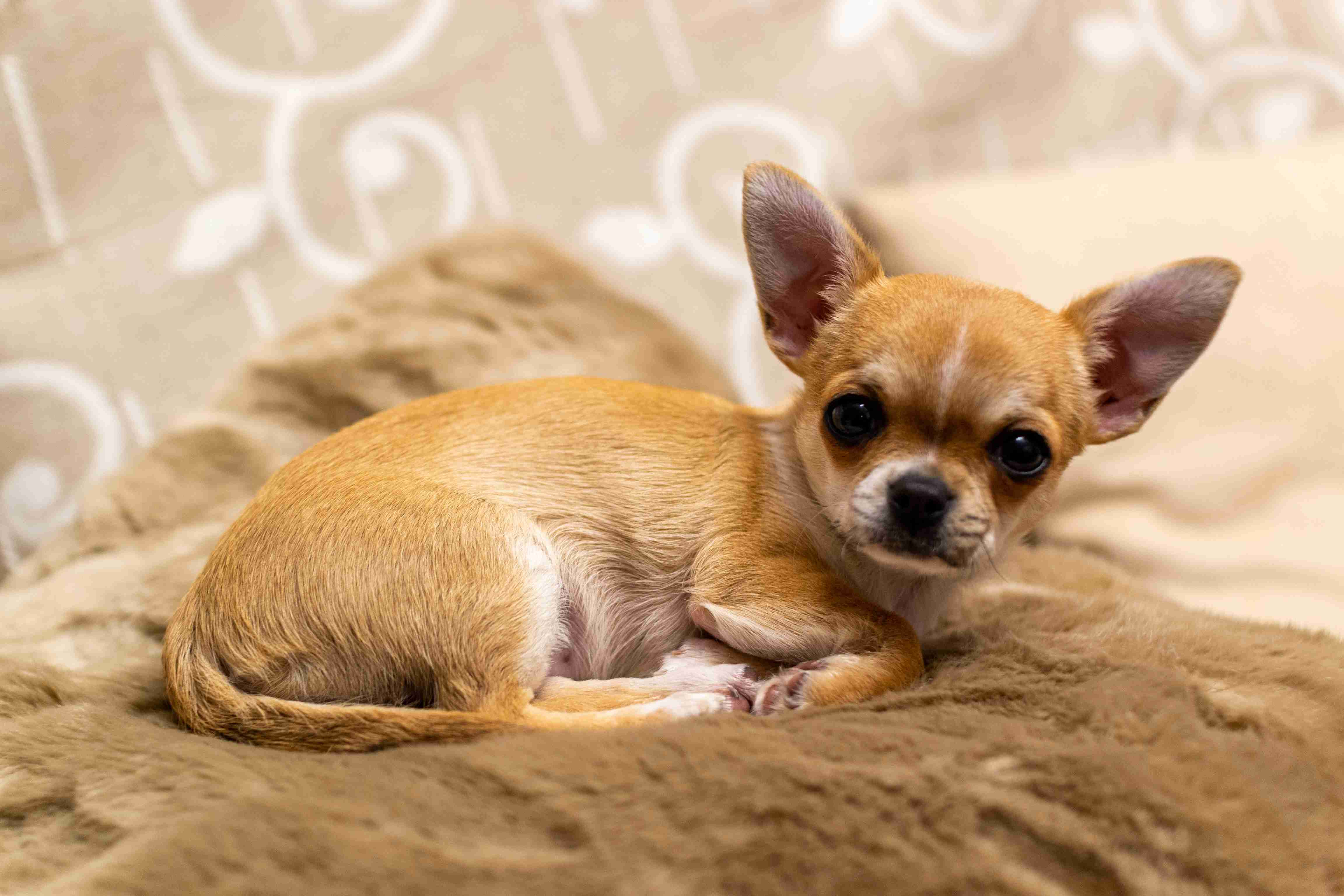 How can you help a Chihuahua feel more secure and less prone to anger when in unfamiliar environments?