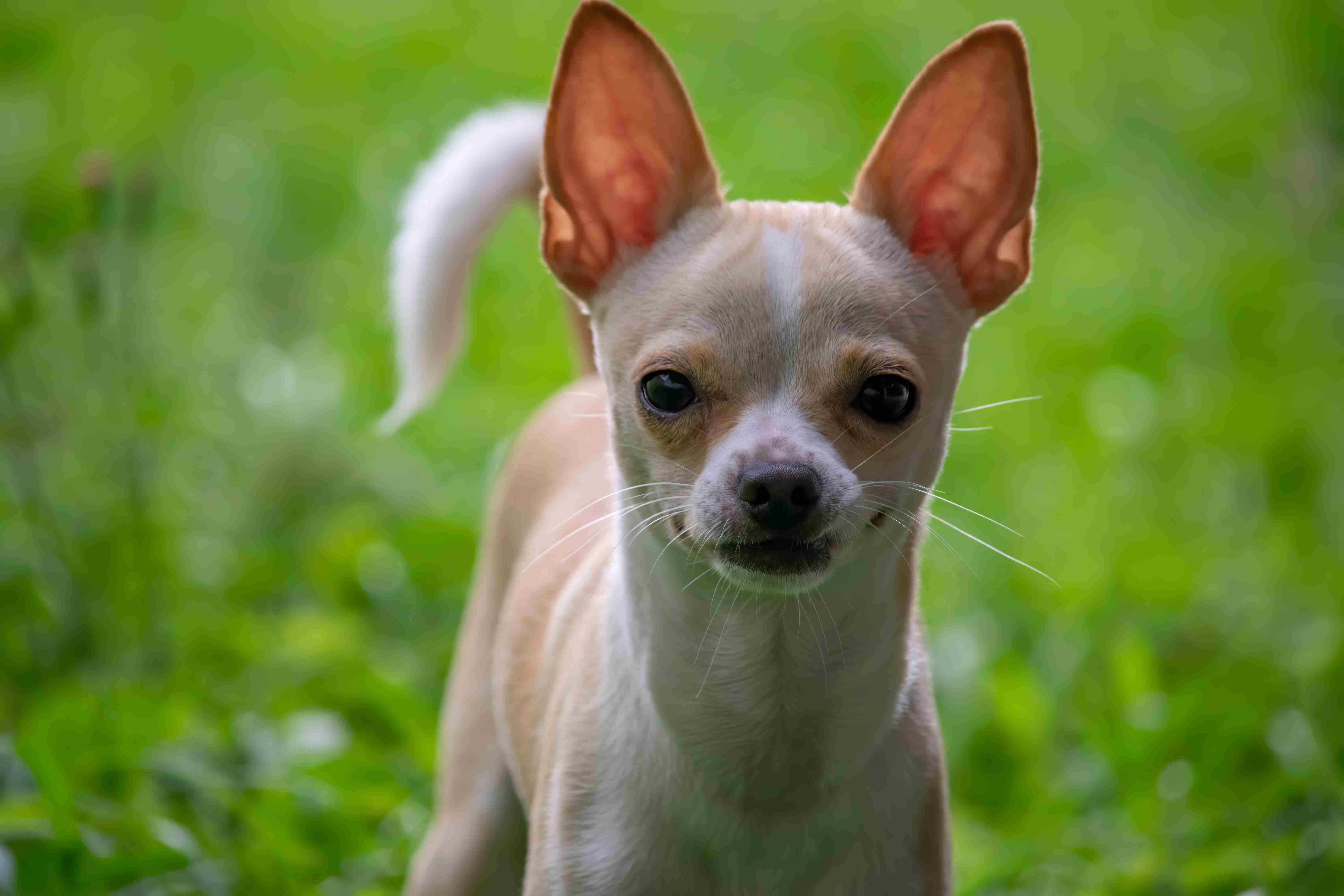 How can you train a Chihuahua to respond appropriately to strangers or unfamiliar situations?