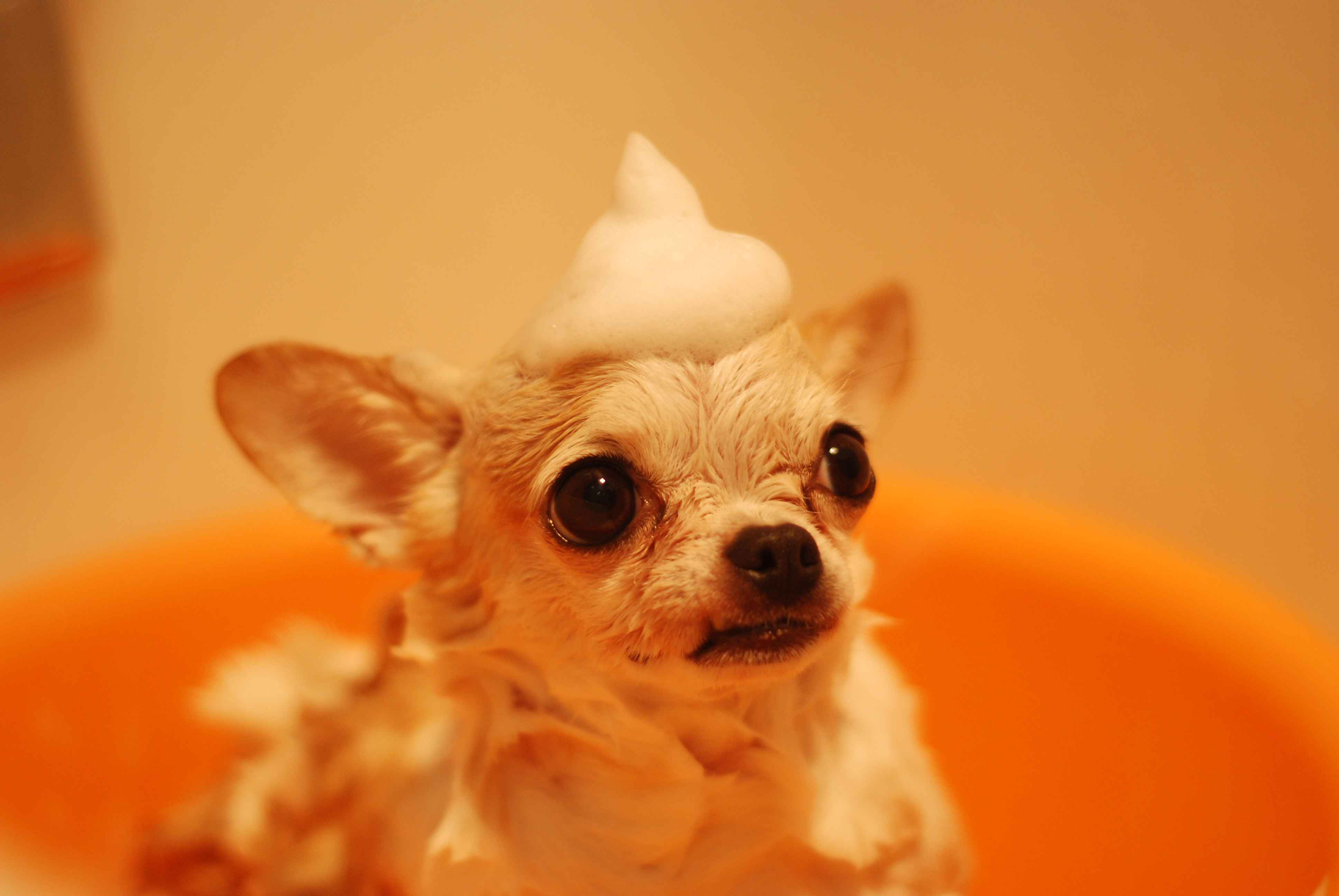 Can anger issues in Chihuahuas be managed through positive reinforcement?