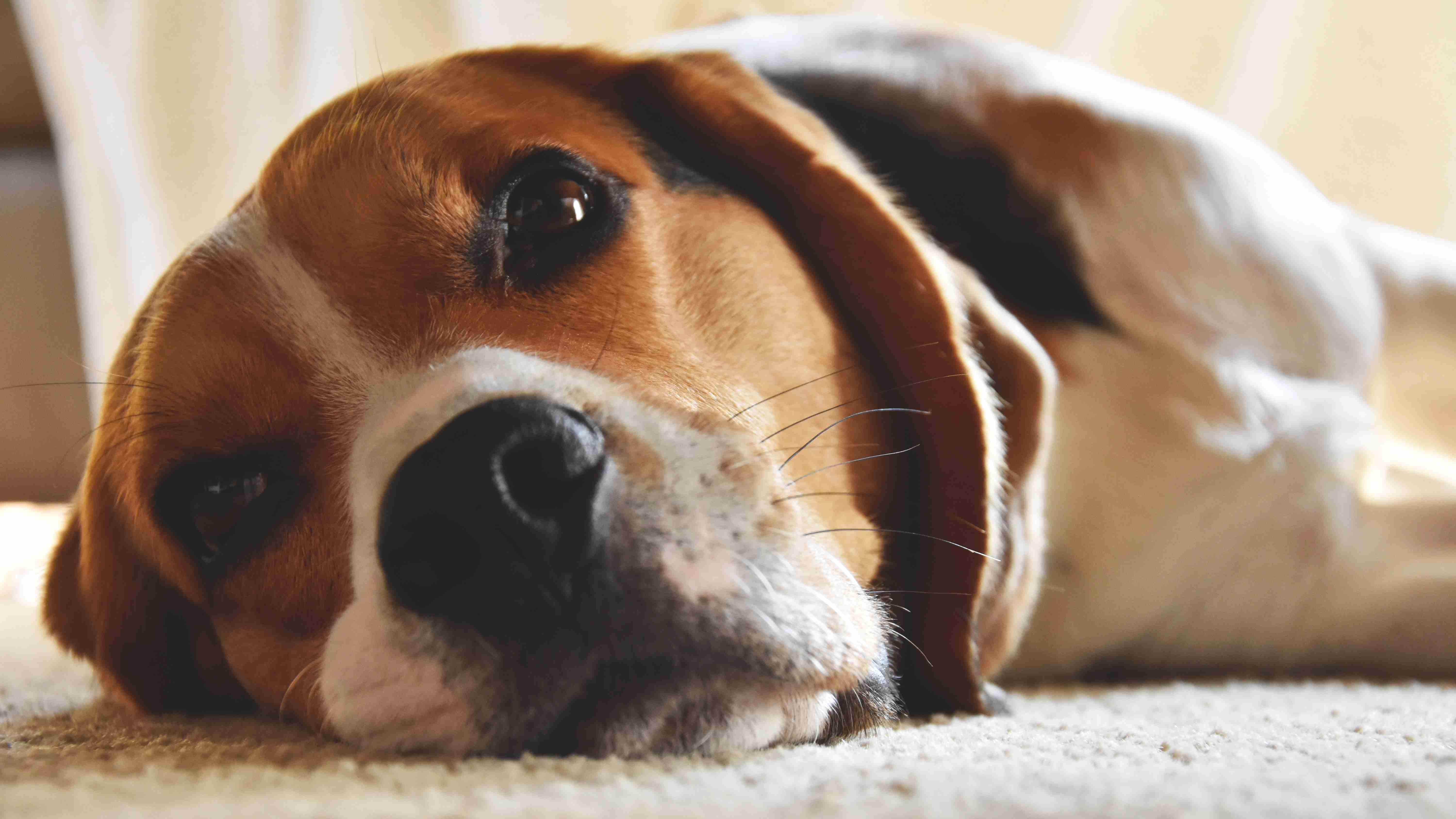 Dog Depression: Understanding the Signs and Symptoms