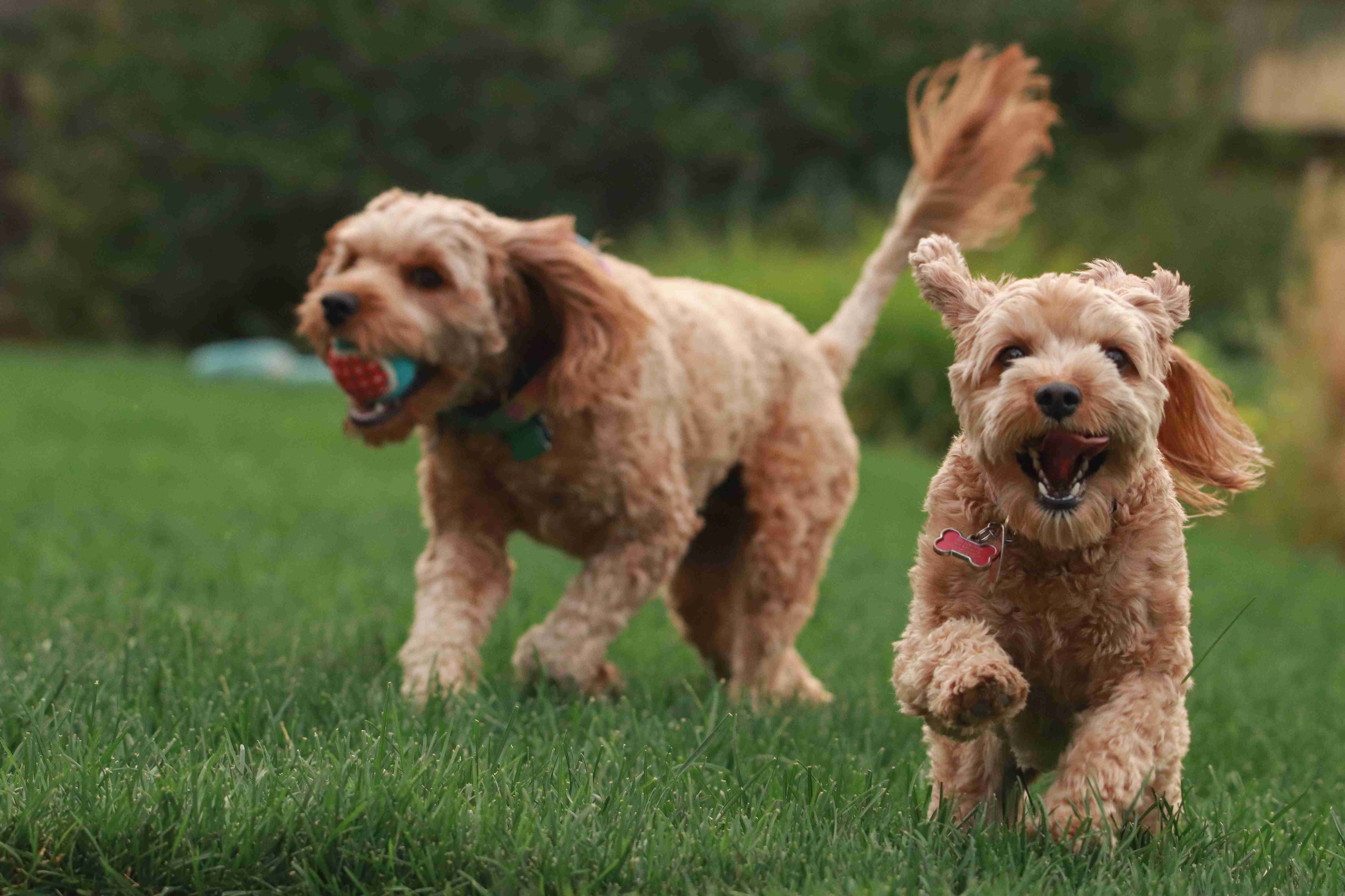 Unleashing the Mystery: The Fascinating Reasons Why Dogs Love Playing Fetch