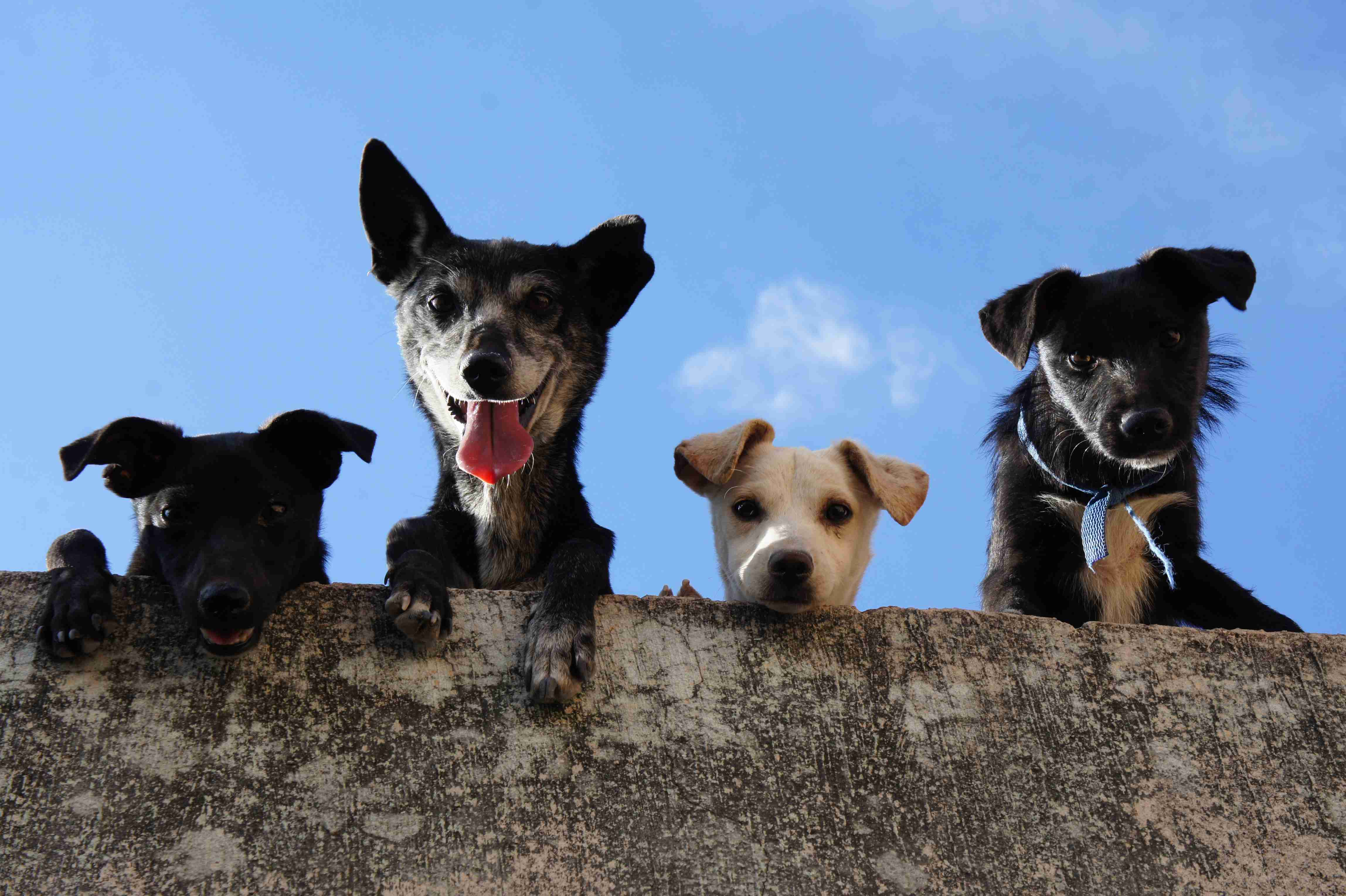 Unleashing the Fun: The Science Behind Why Dogs Love Playing with Other Dogs