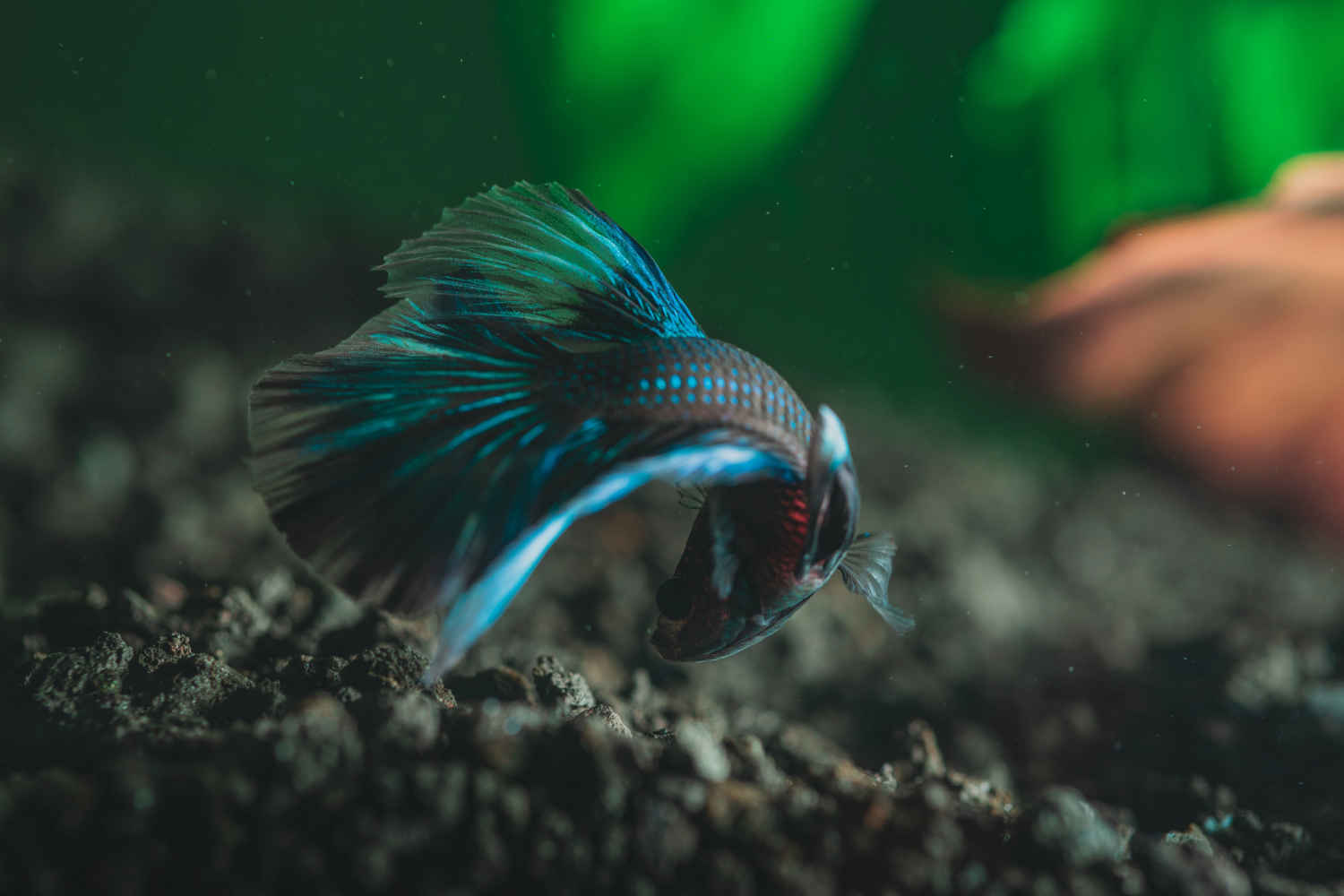 How do you prevent fish from getting stressed during water changes?