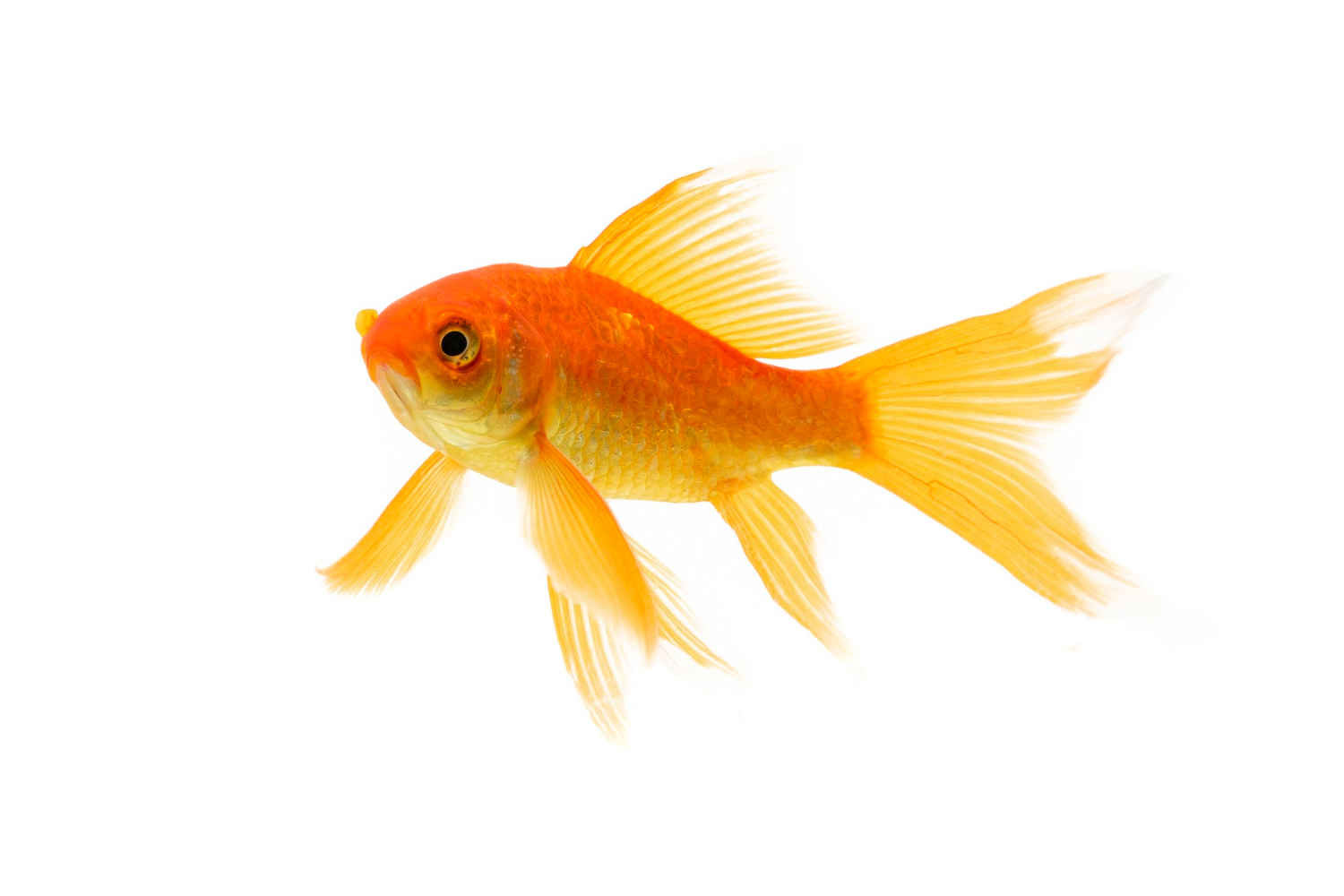 What is the best way to monitor water quality in a fish tank?