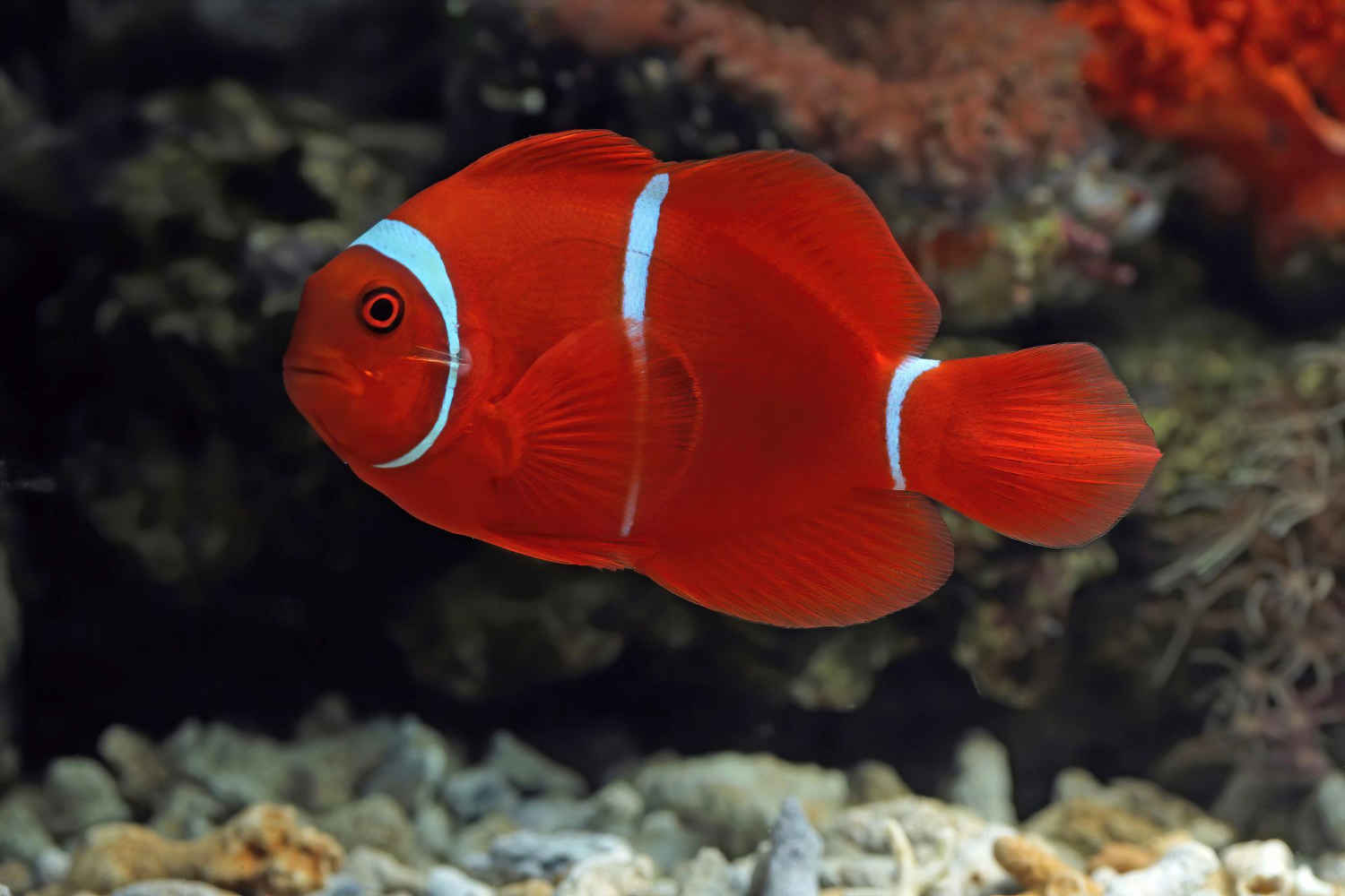 What are the best fish species to keep as pets?