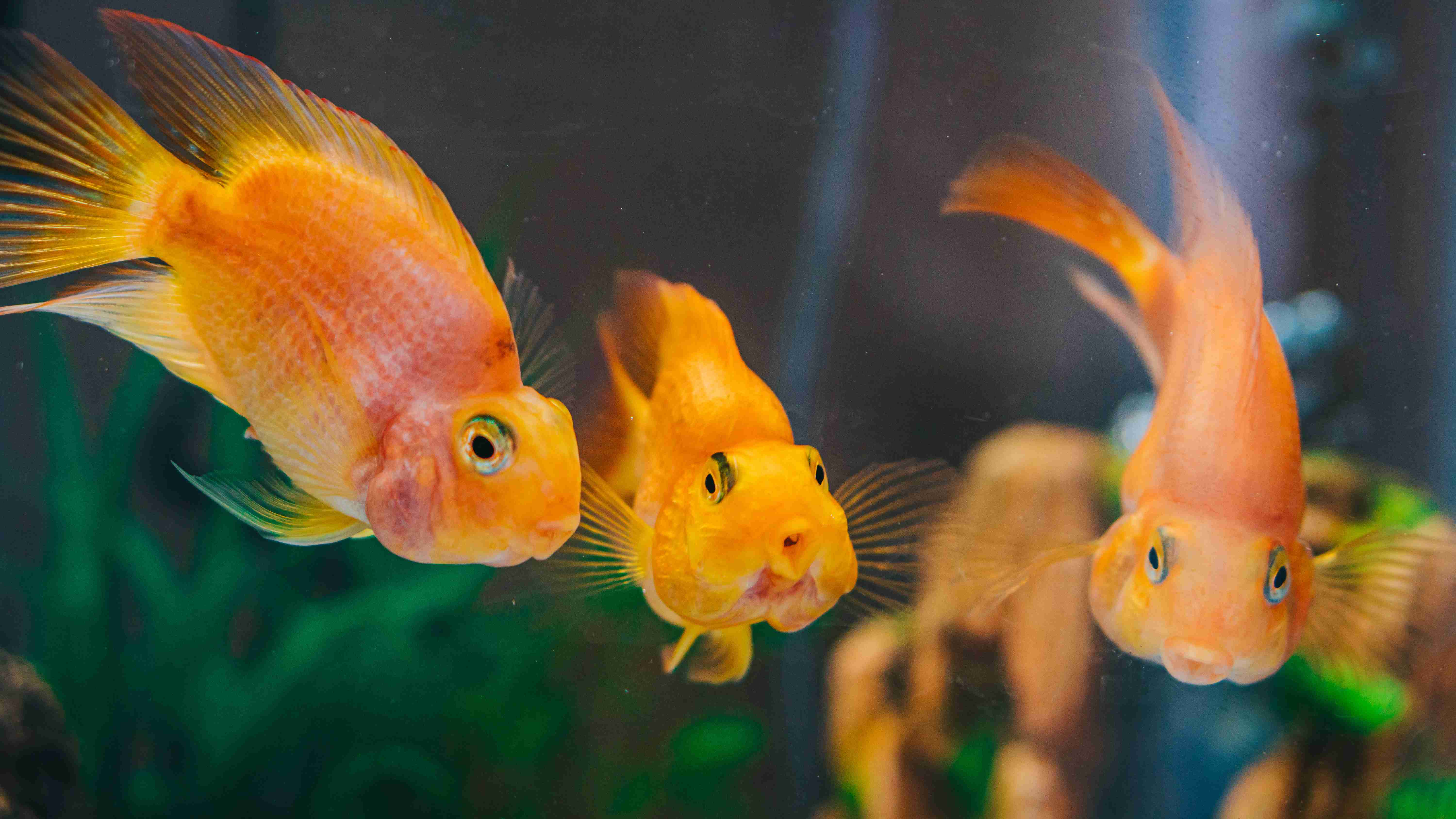 Can you keep different species of fish in the same tank?