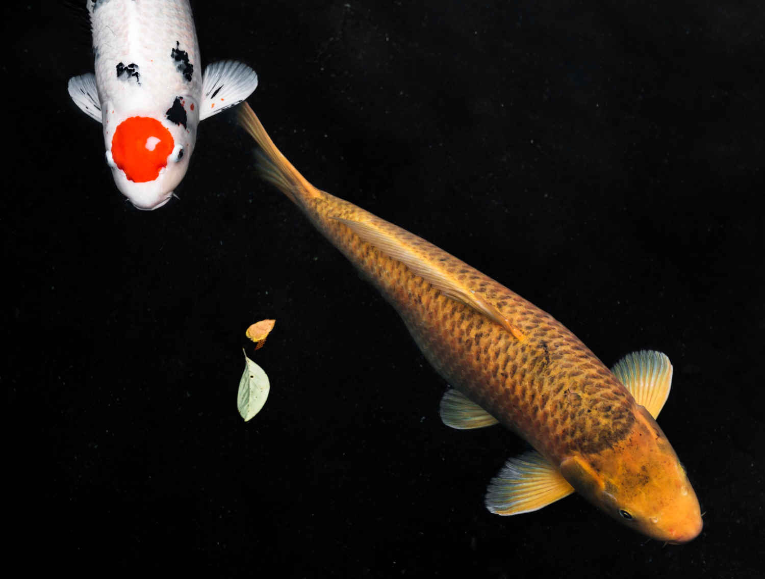 Can fish feel emotions?