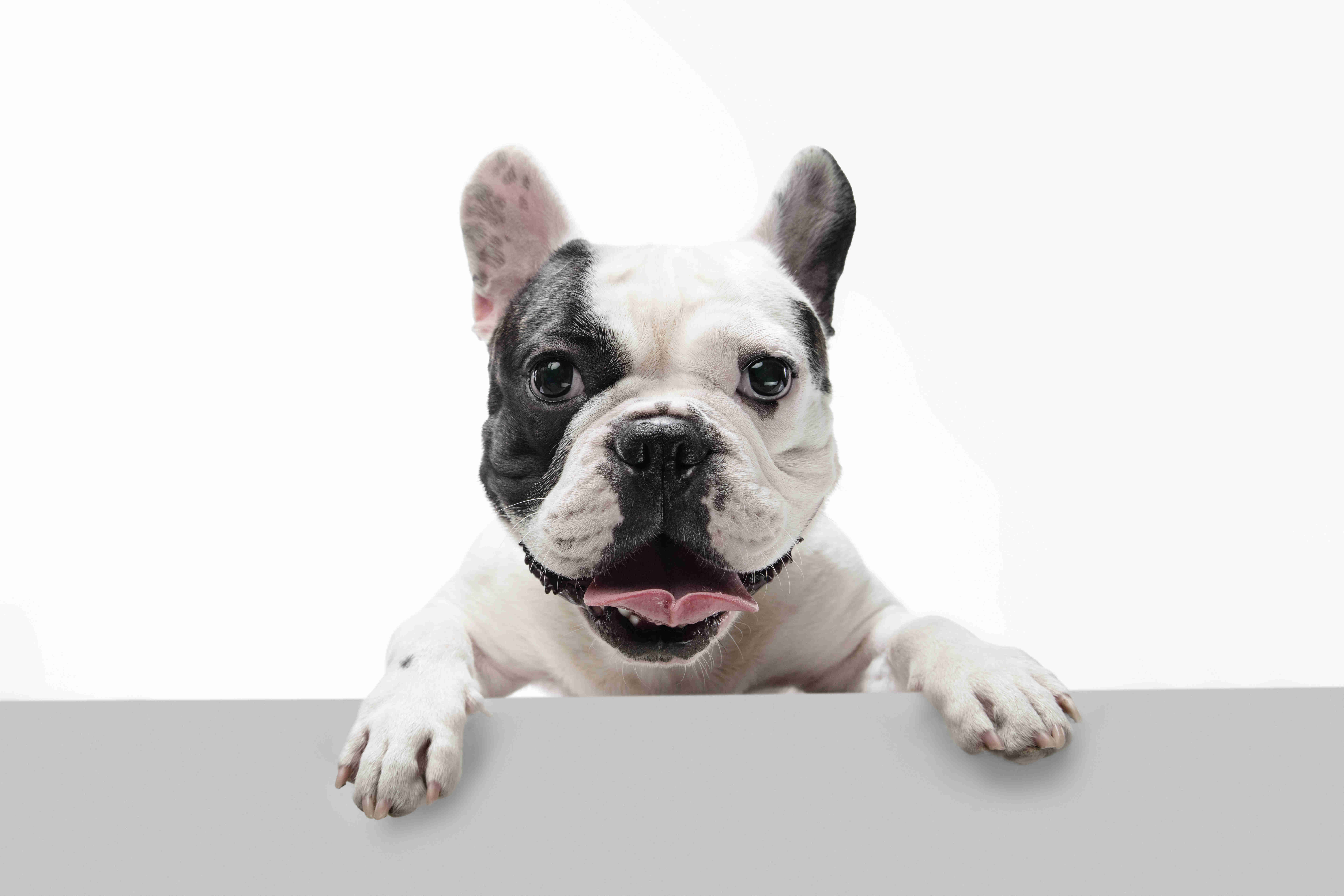 Top 5 Indicators of a High-Quality French Bulldog Puppy: What to Look for When Choosing Your Frenchie