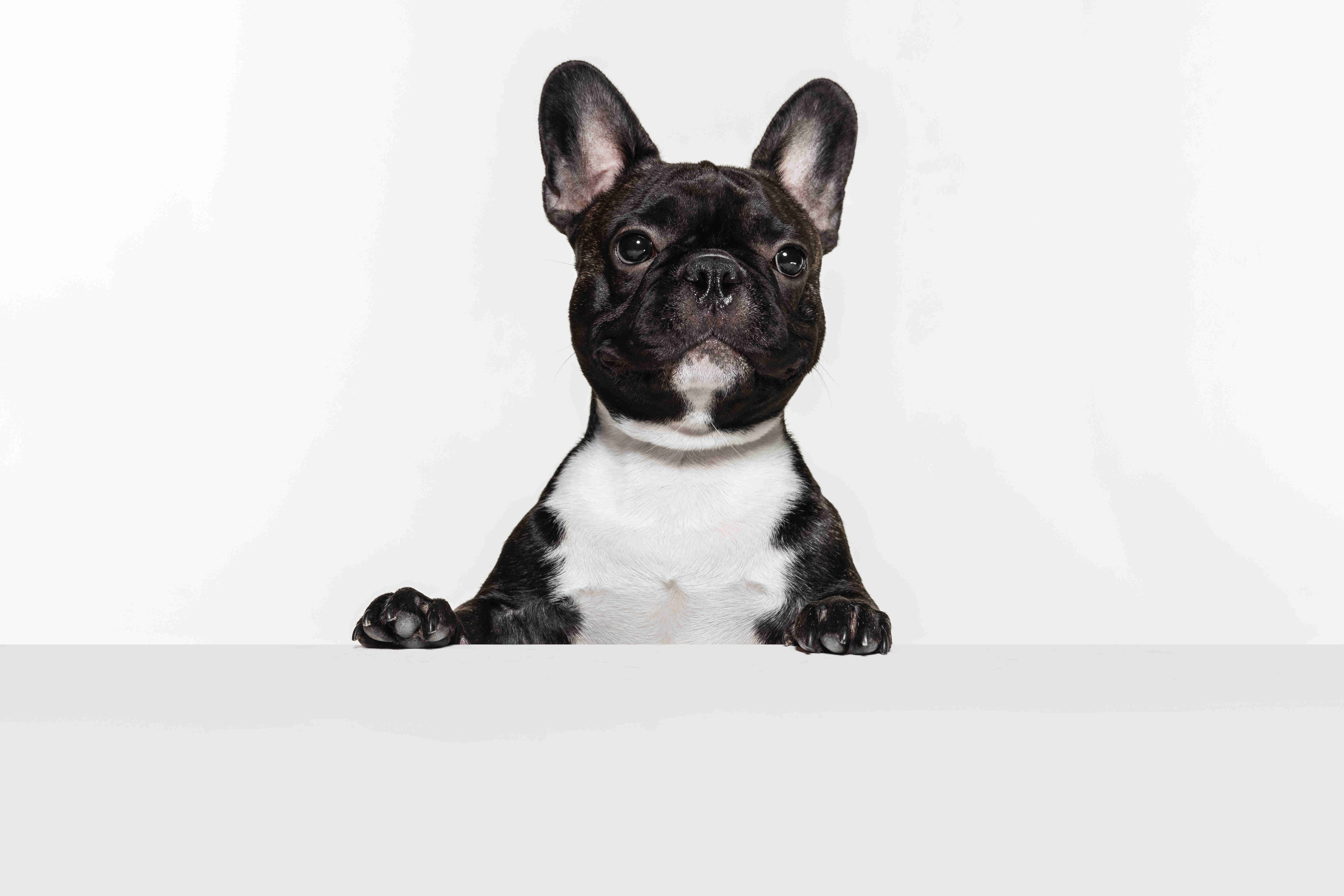 5 Expert Tips to Help Your French Bulldog Adjust to Wearing a Muzzle and Other Safety Equipment