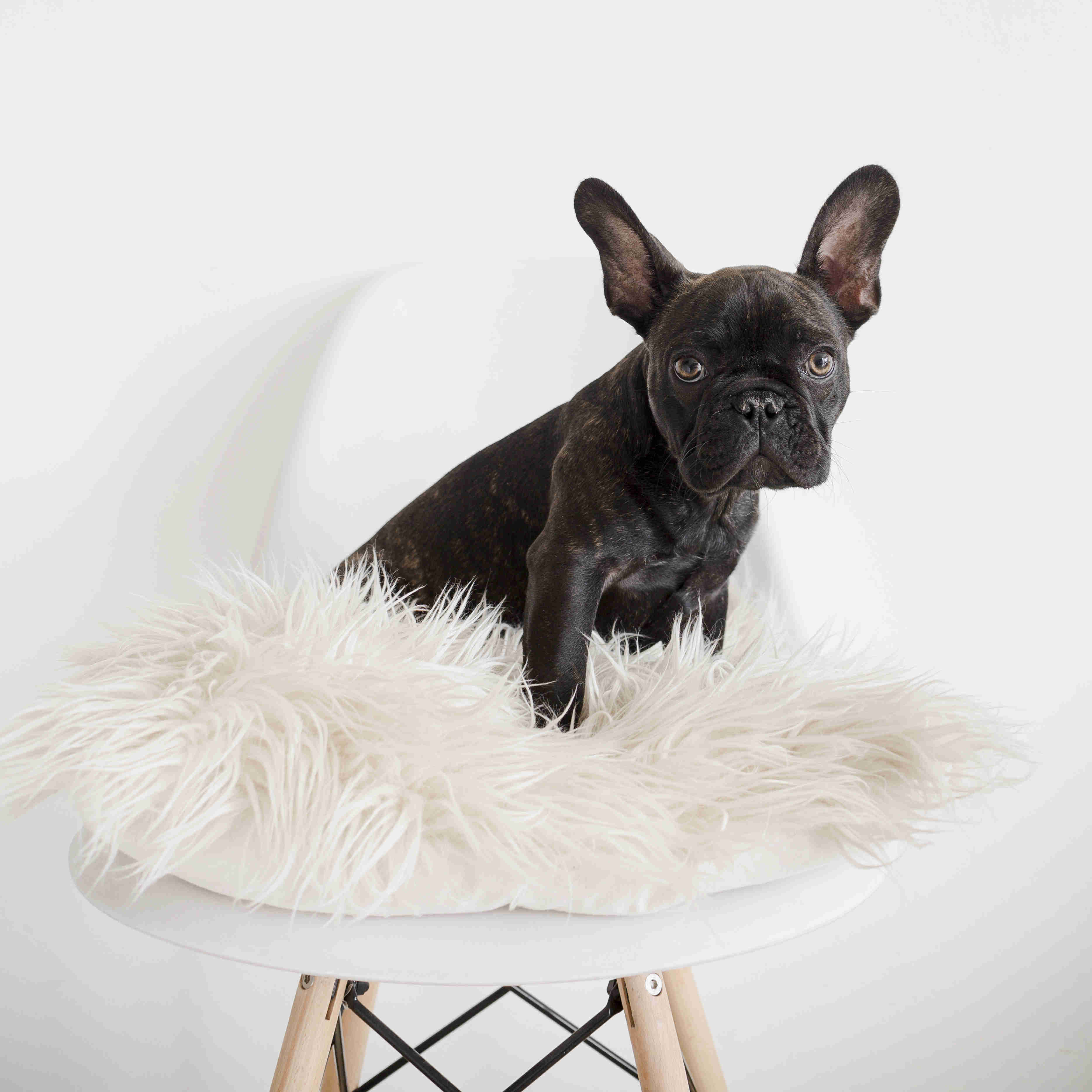French Bulldog Puppy Feeding Schedule: How Often Should You Feed Your Frenchie?