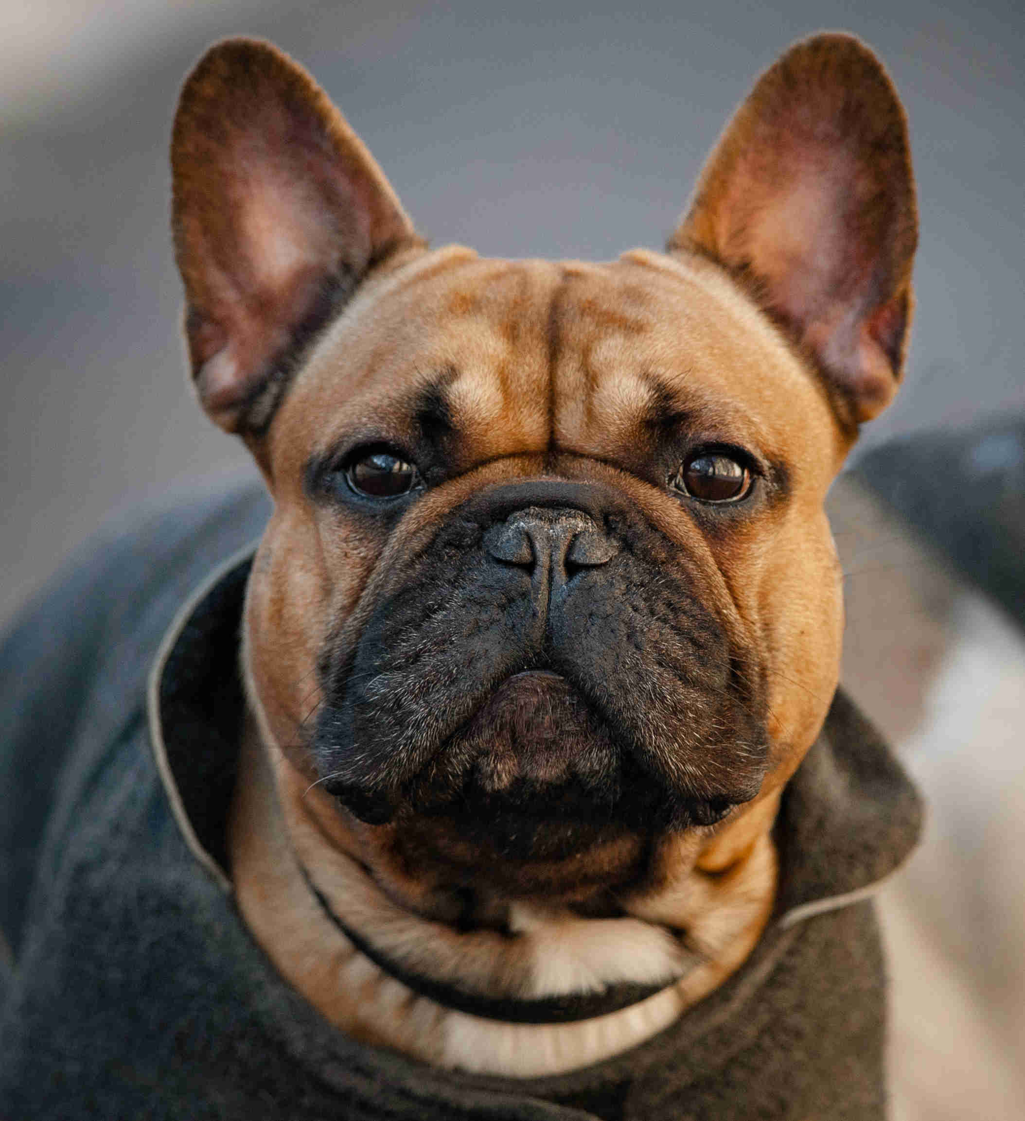 Socializing Your French Bulldog Puppy: Tips for Well-Behaved Interactions with People and Other Animals