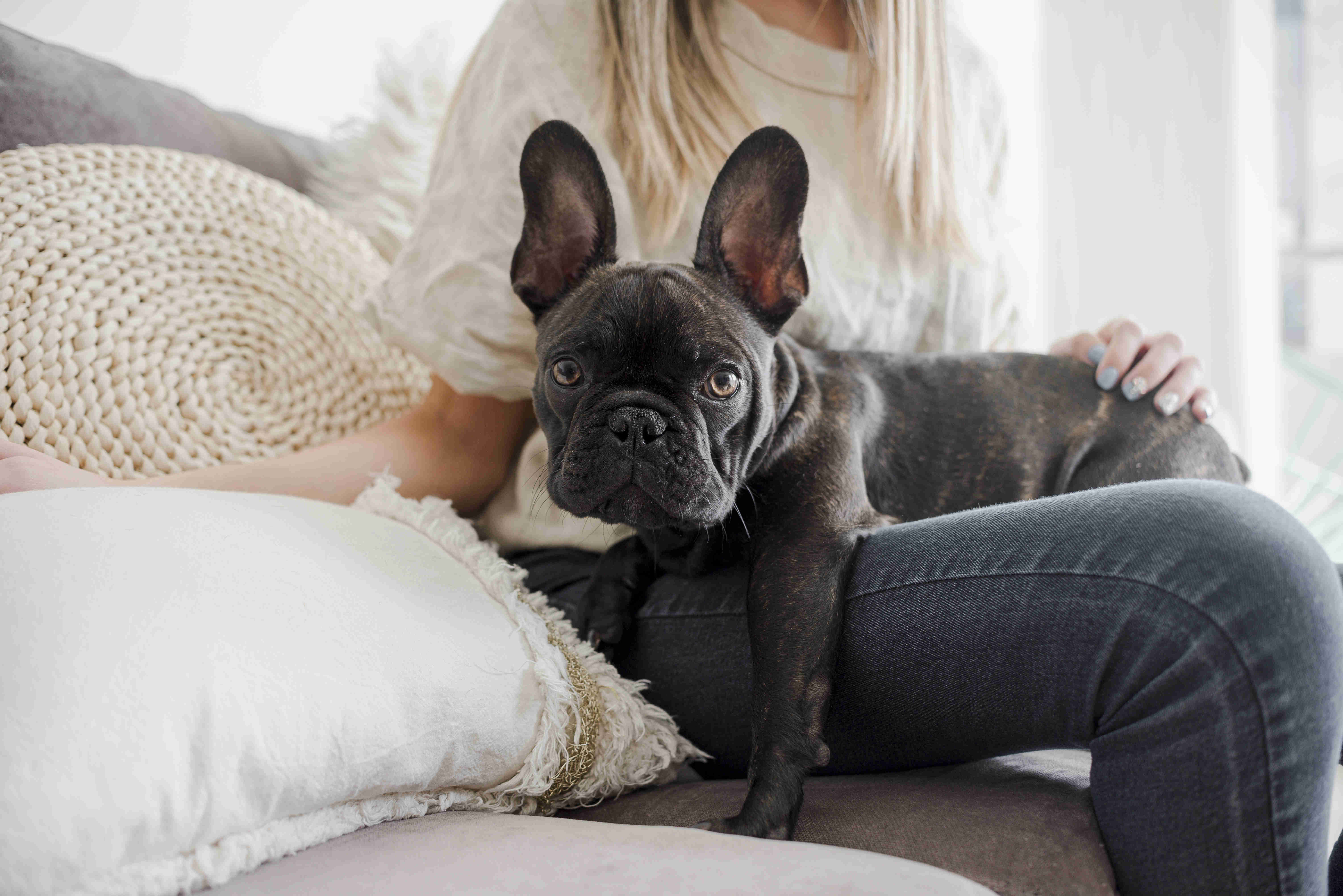 Preventing the Top Health Issues in French Bulldog Puppies: A Guide for Pet Owners
