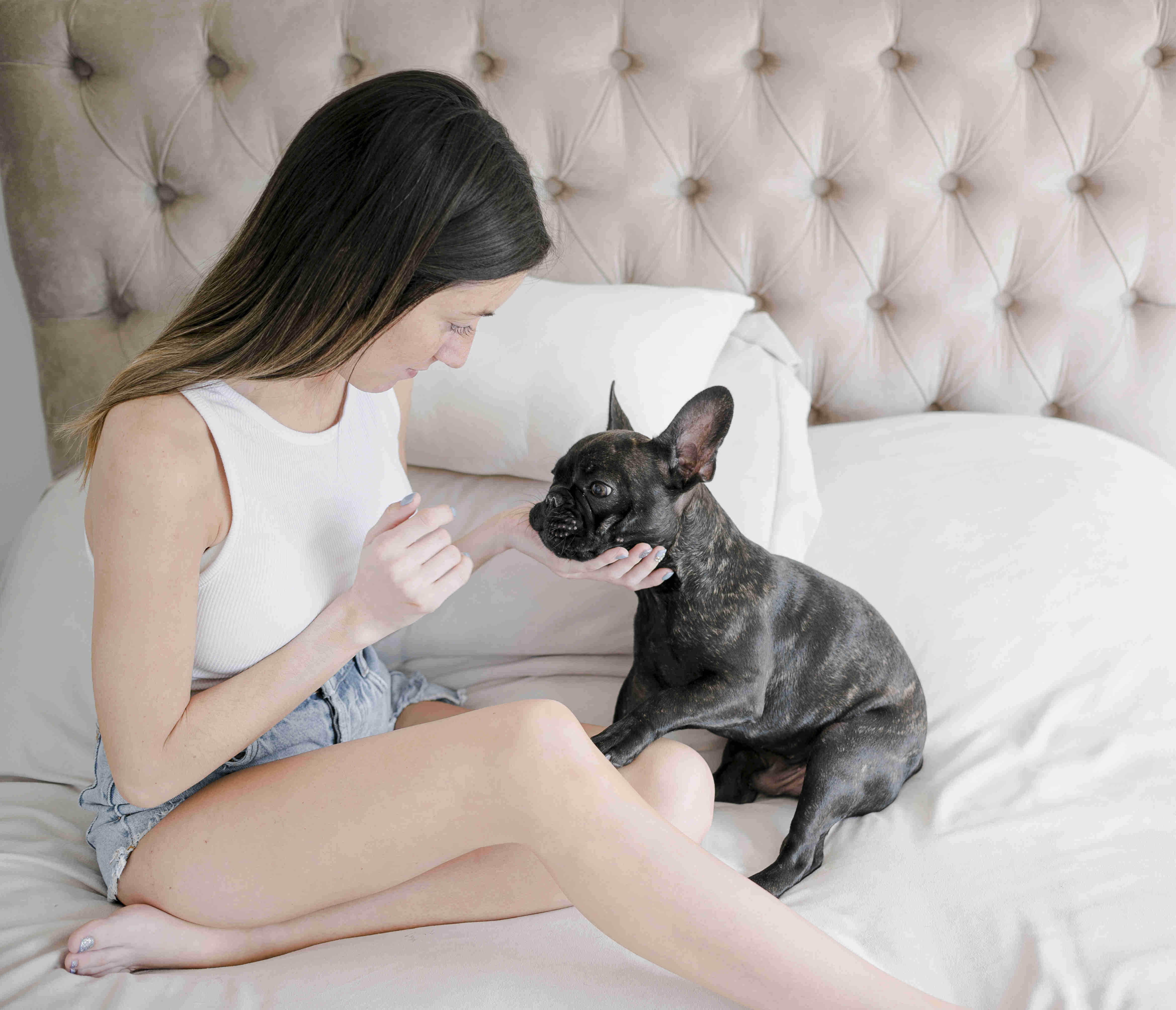 Complete Guide to French Bulldog Puppy Vaccinations: Types and Timelines