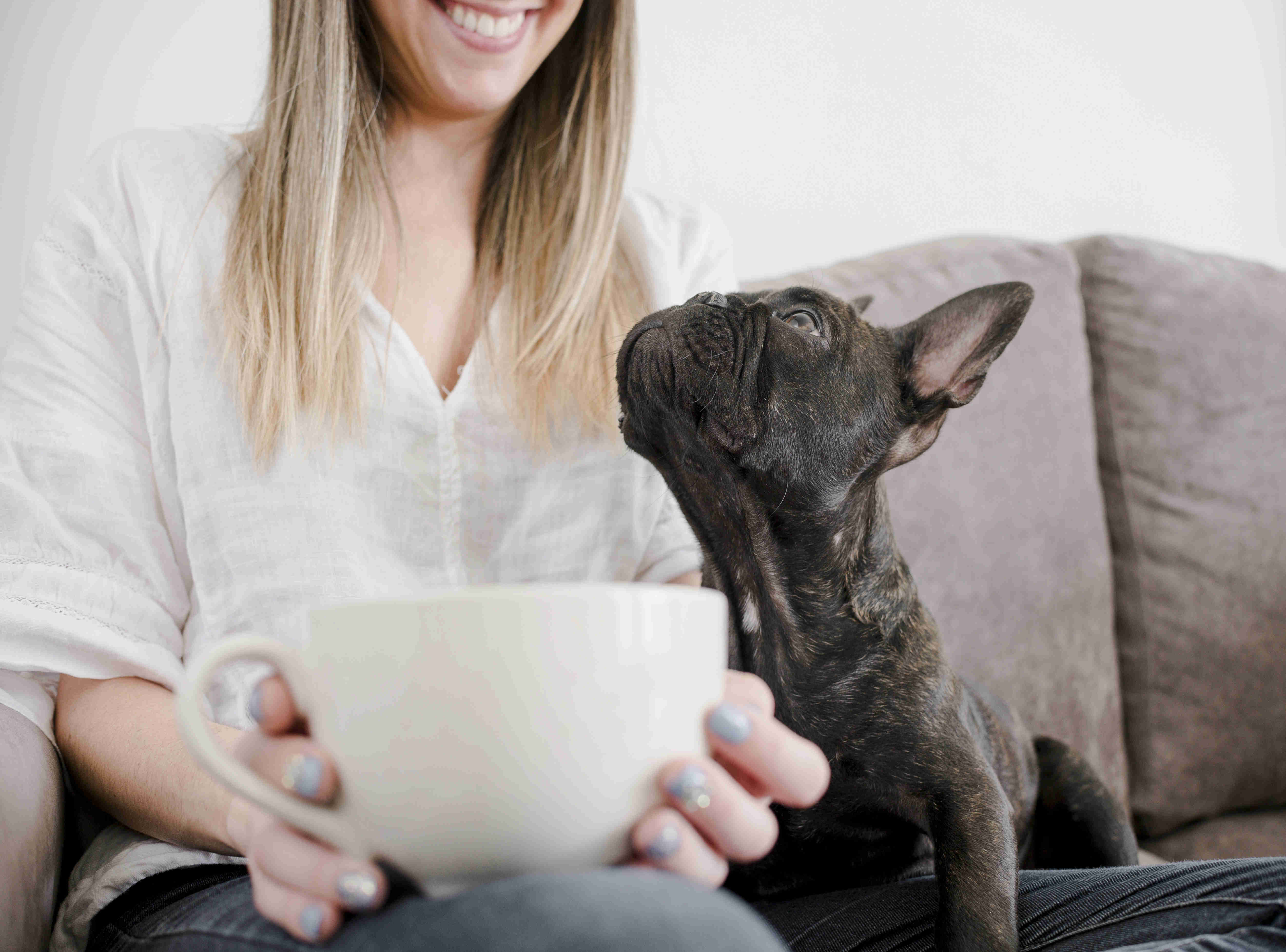 5 Easy Steps to Train Your French Bulldog Puppy to Stop Begging for Food