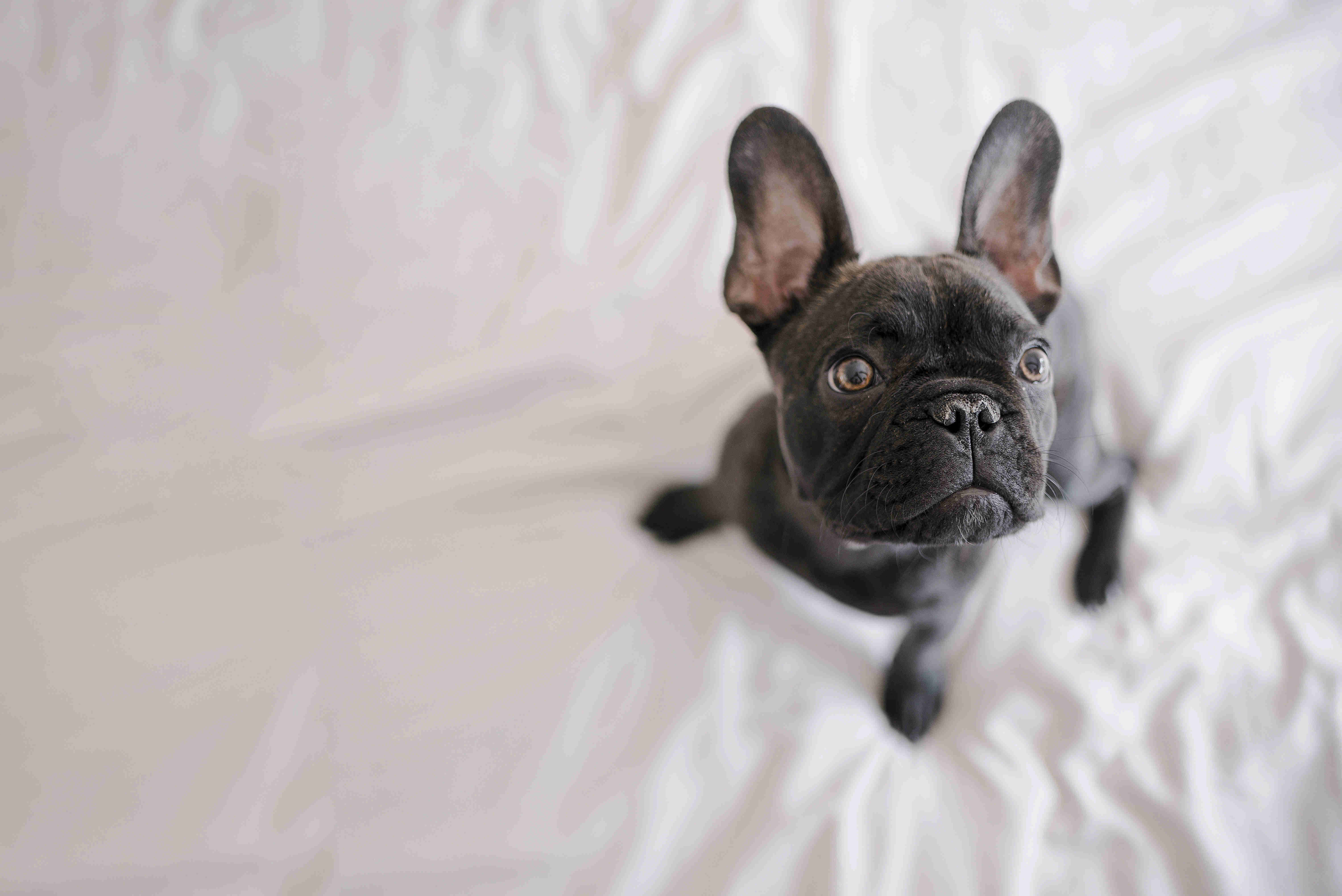 French Bulldog Puppy Feeding Guide: How Often to Feed and What to Include in Their Diet