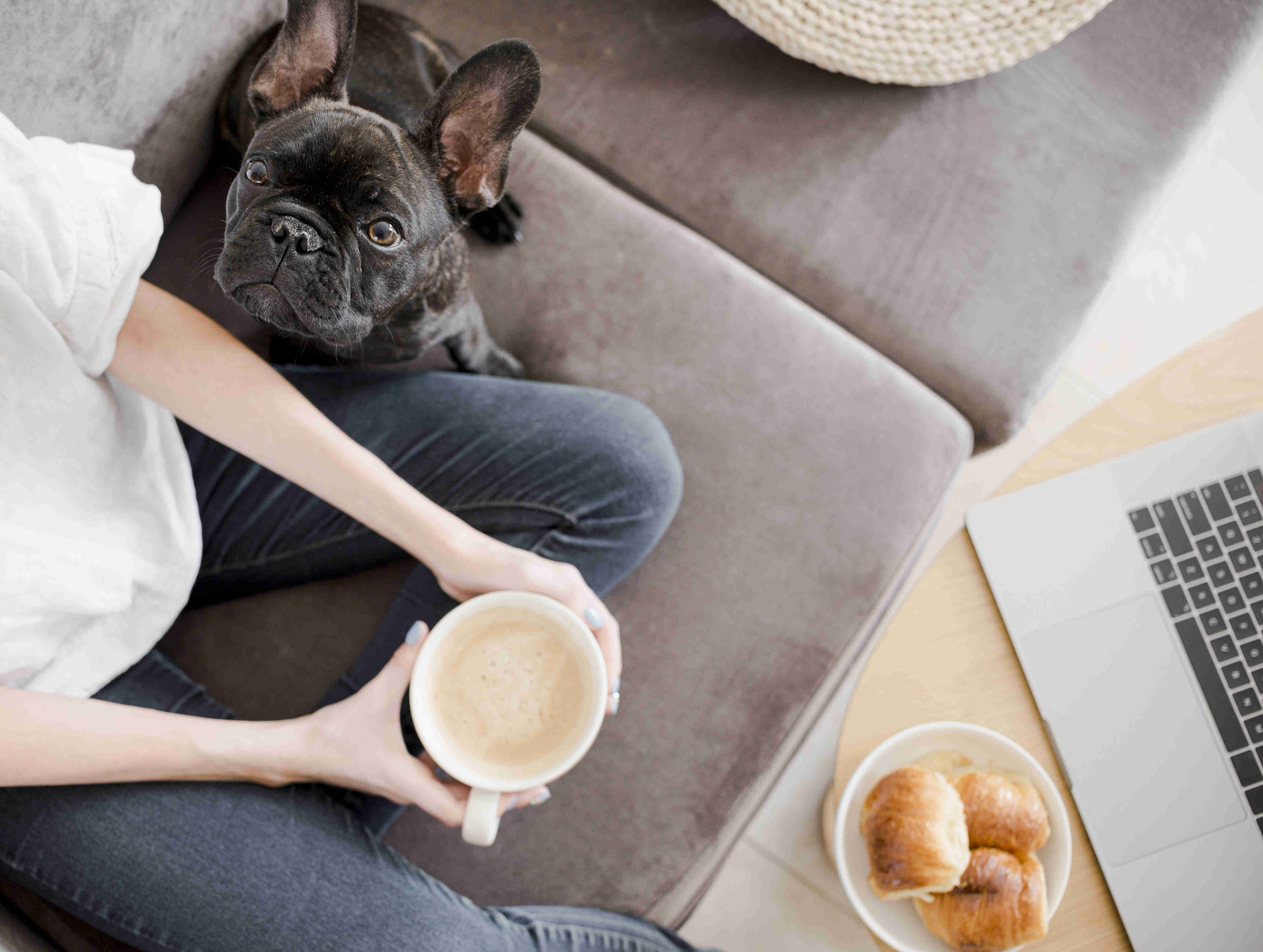 Managing a French Bulldog's Pica: Tips for Dealing with Non-Food Item Eating Habits