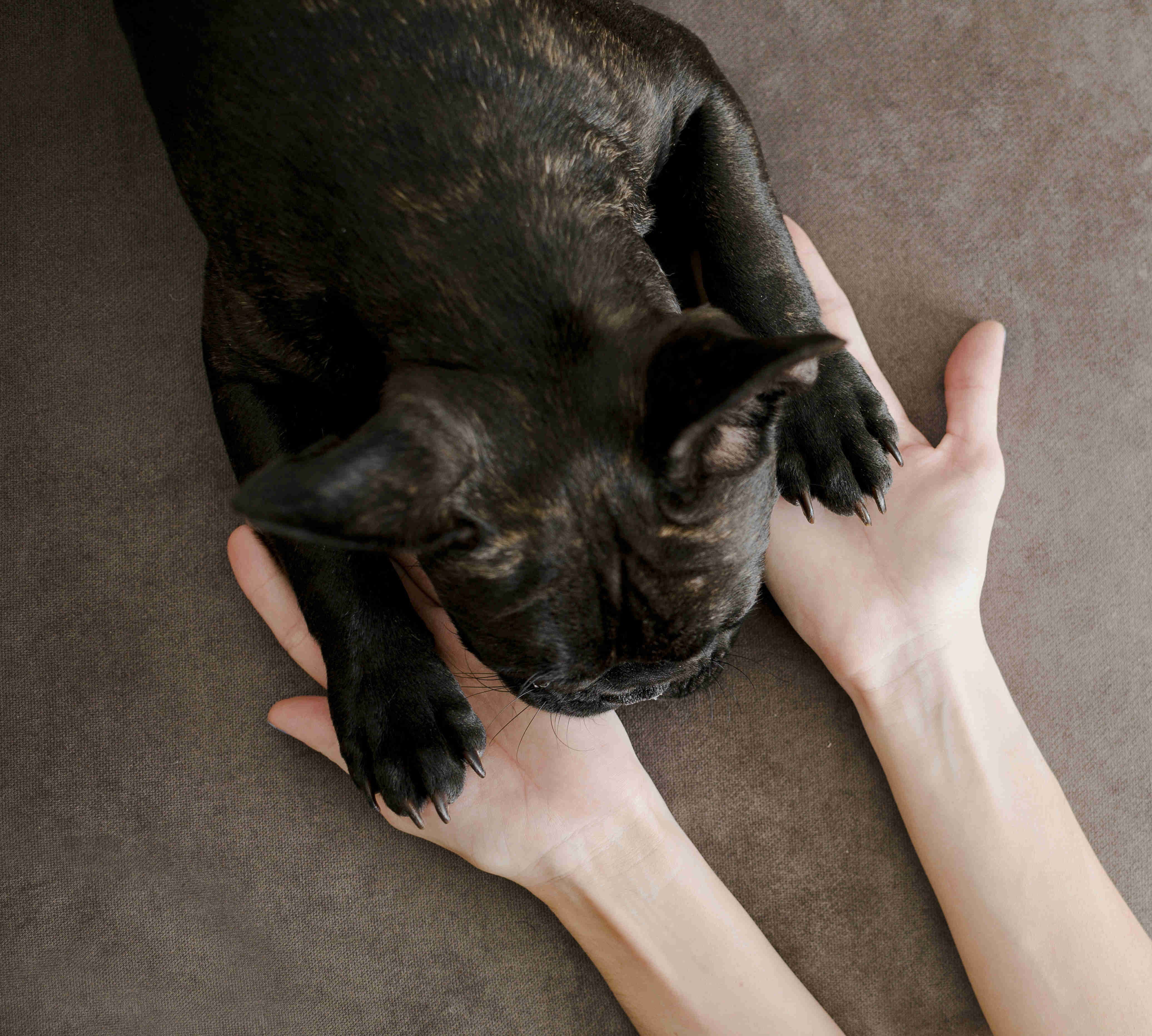 Living with a French Bulldog in an Apartment: The Ultimate Guide