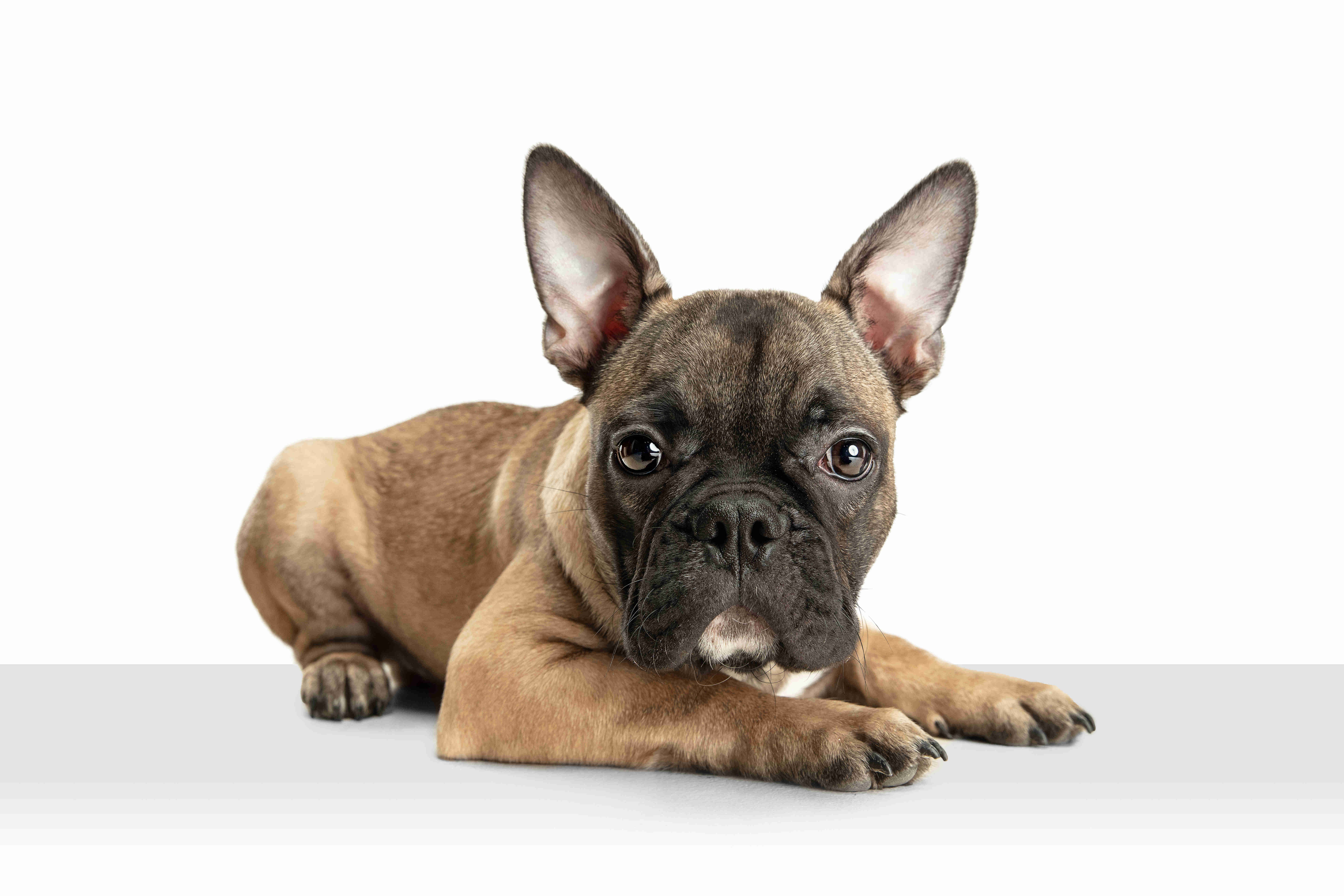 Frenchie Behavior: Exploring the Tendency of French Bulldogs to Chew and Dig