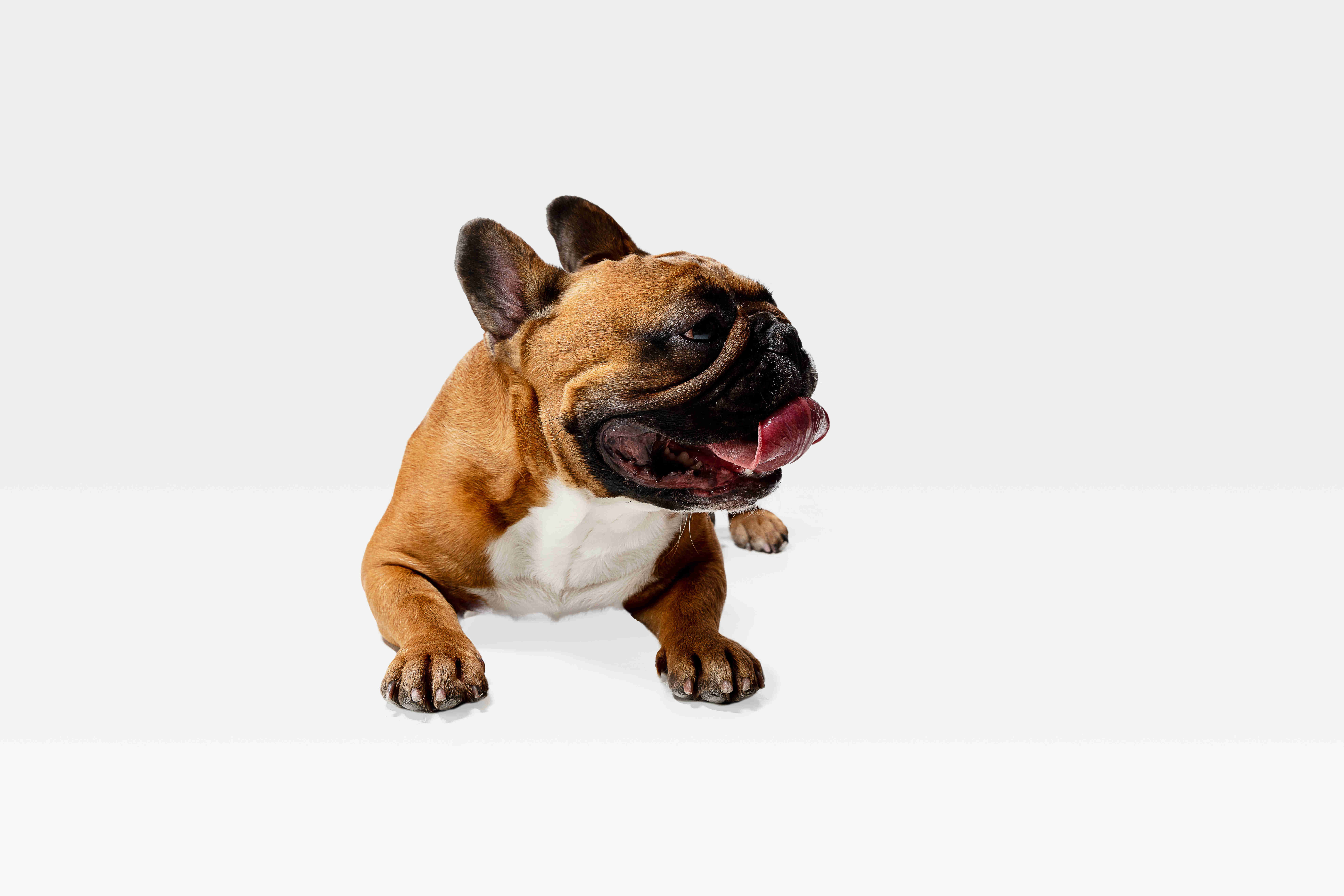 5 Effective Ways to Prevent Your French Bulldog from Chewing on Furniture and Shoes