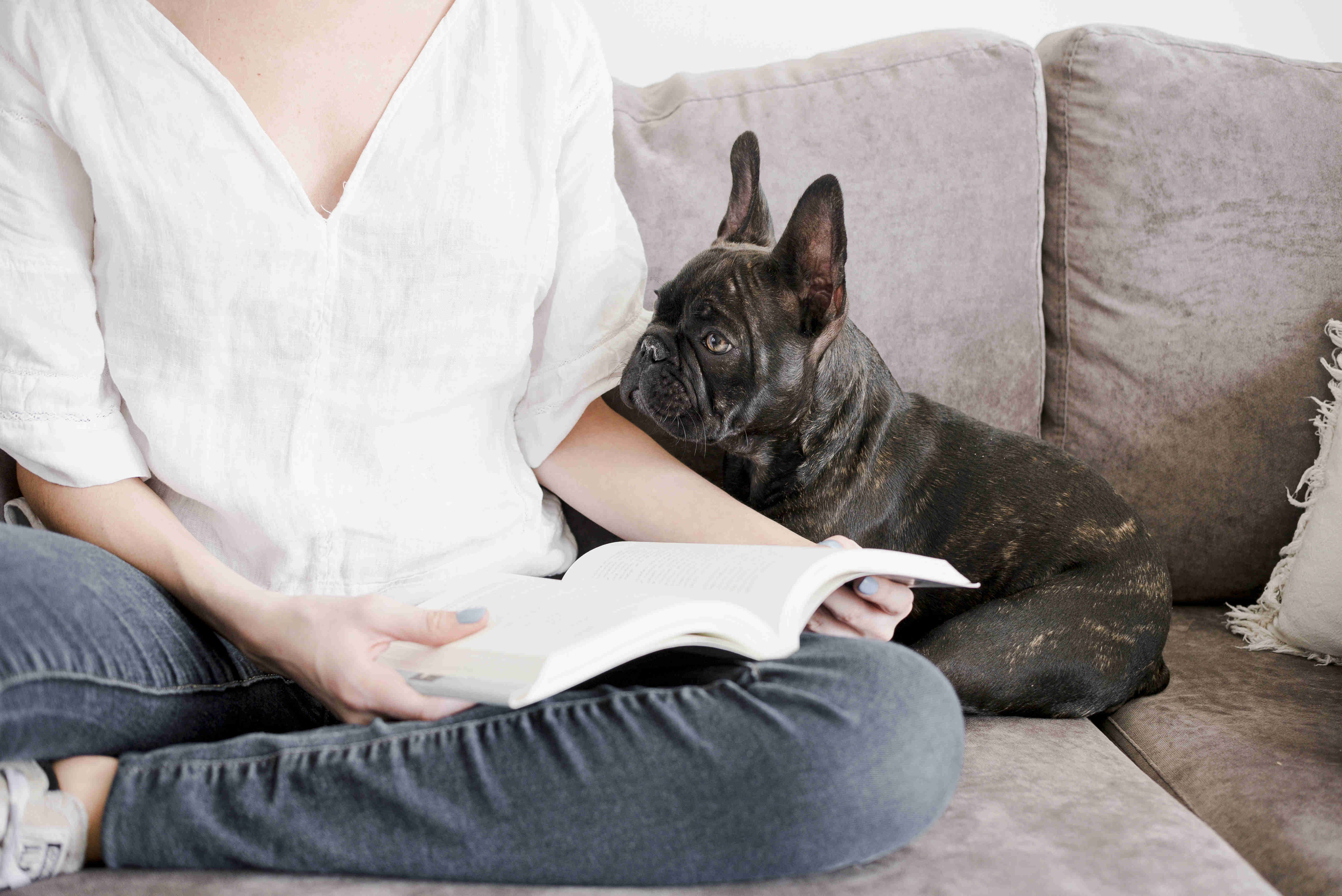 Mind-Boosters for Your Frenchie: Top Ways to Stimulate Your French Bulldog Puppy's Brain