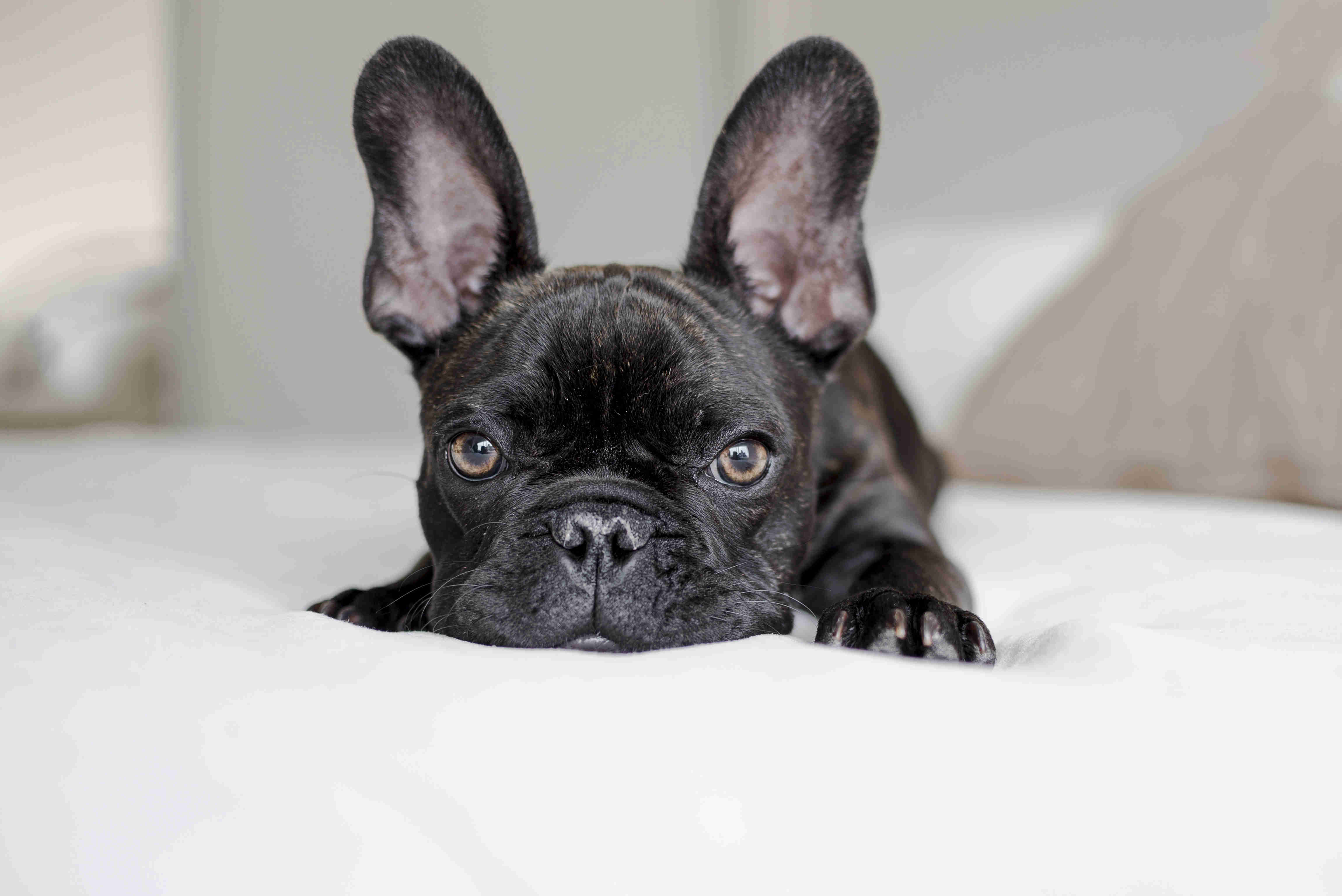 5 Effective Ways to Help Your French Bulldog Overcome Fear of Loud Noises - Fireworks, Construction, and More