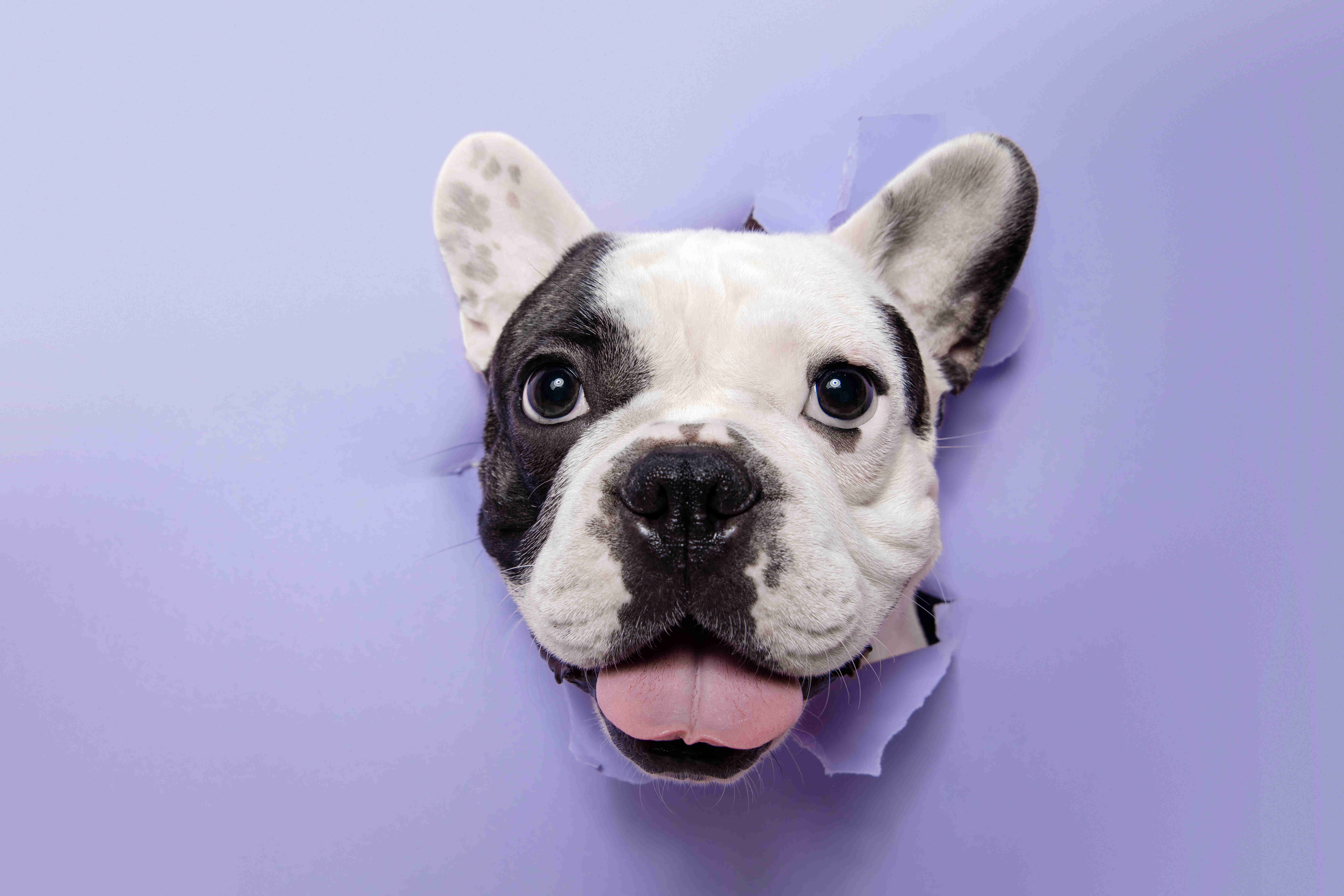 Top Tips for Successfully Toilet-Training Your French Bulldog Puppy