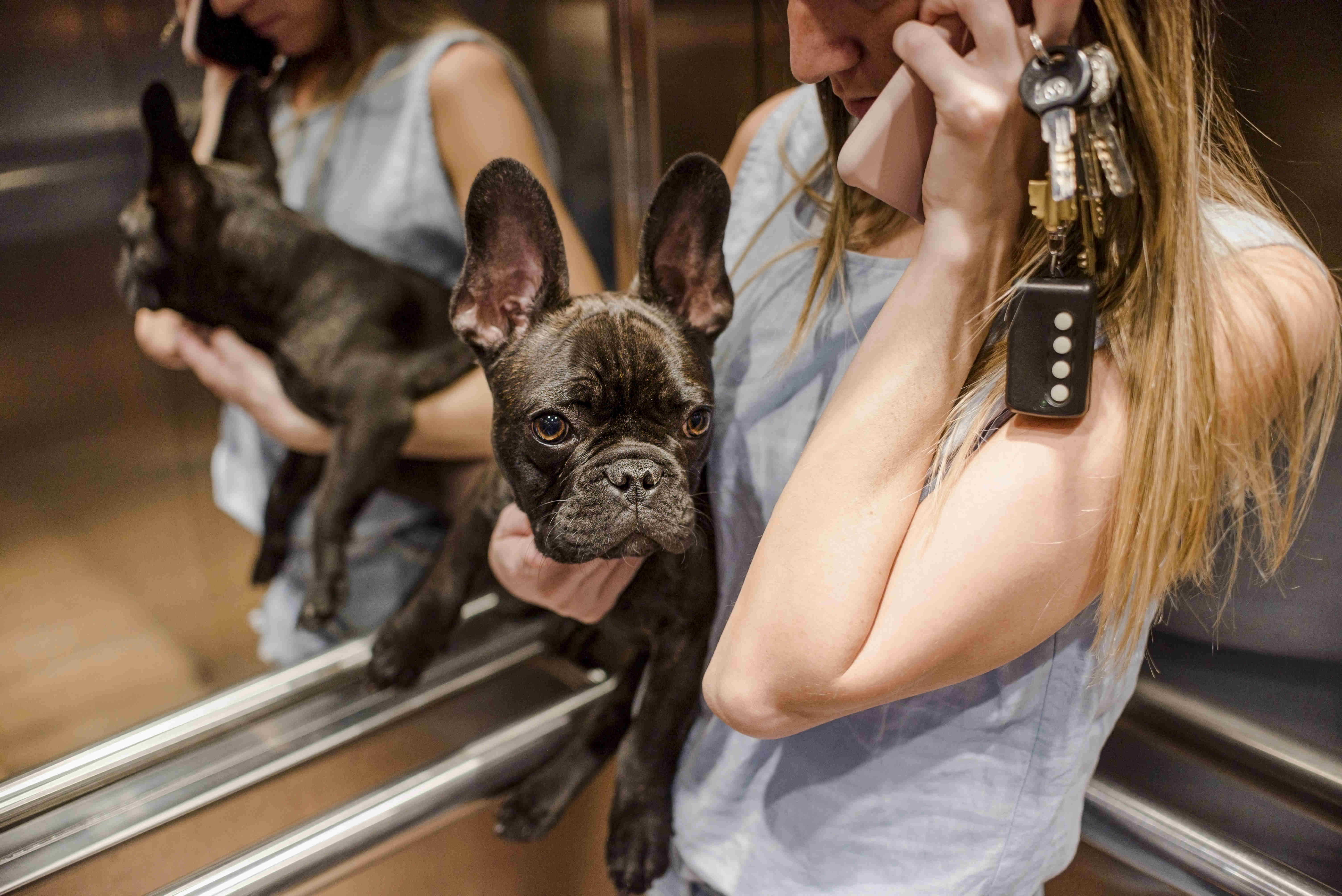 French Bulldog Puppy Vomiting: A Complete Guide on What to Do