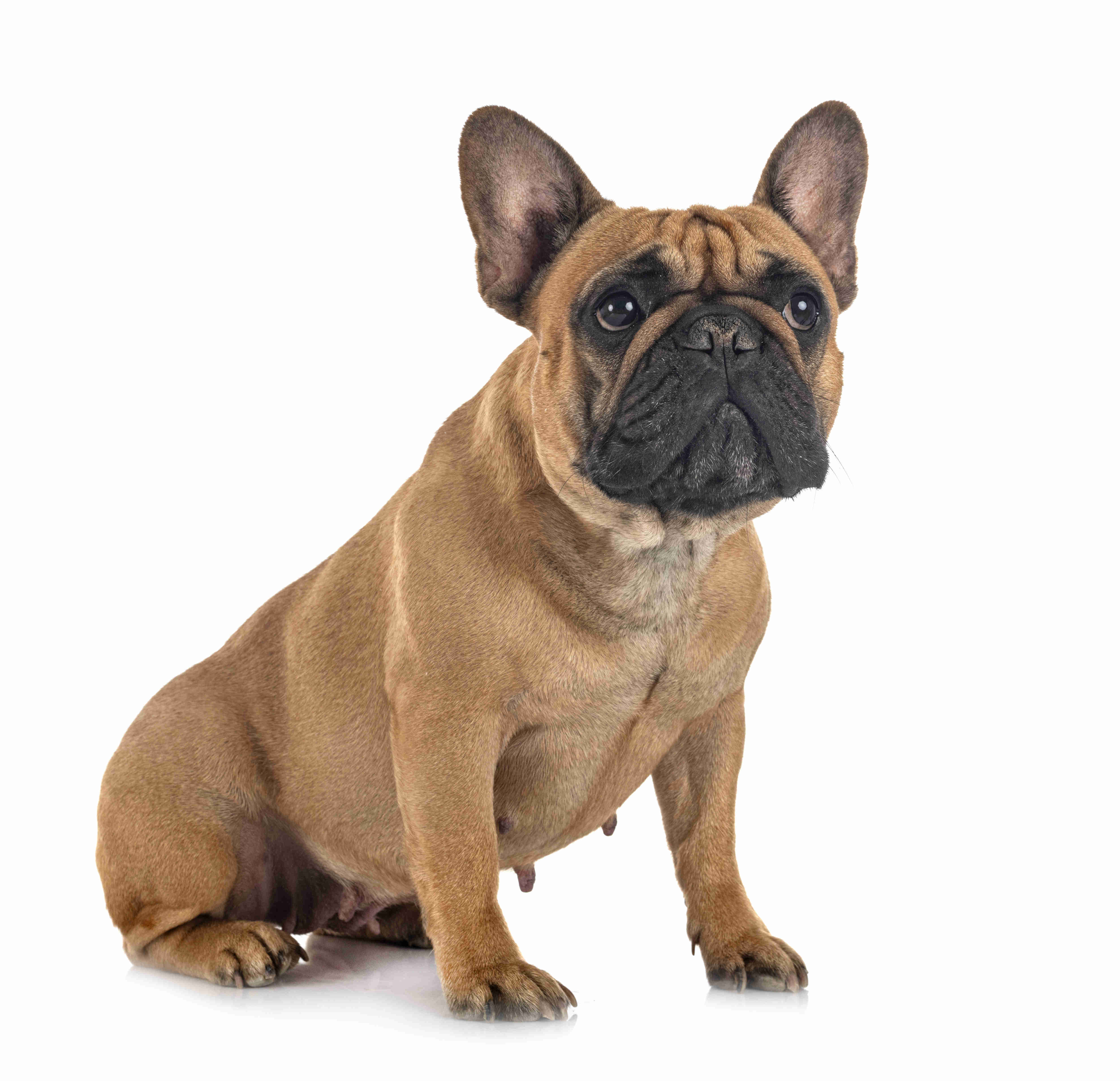 French Bulldog 101: Understanding Their Sensitivity to Temperature Changes