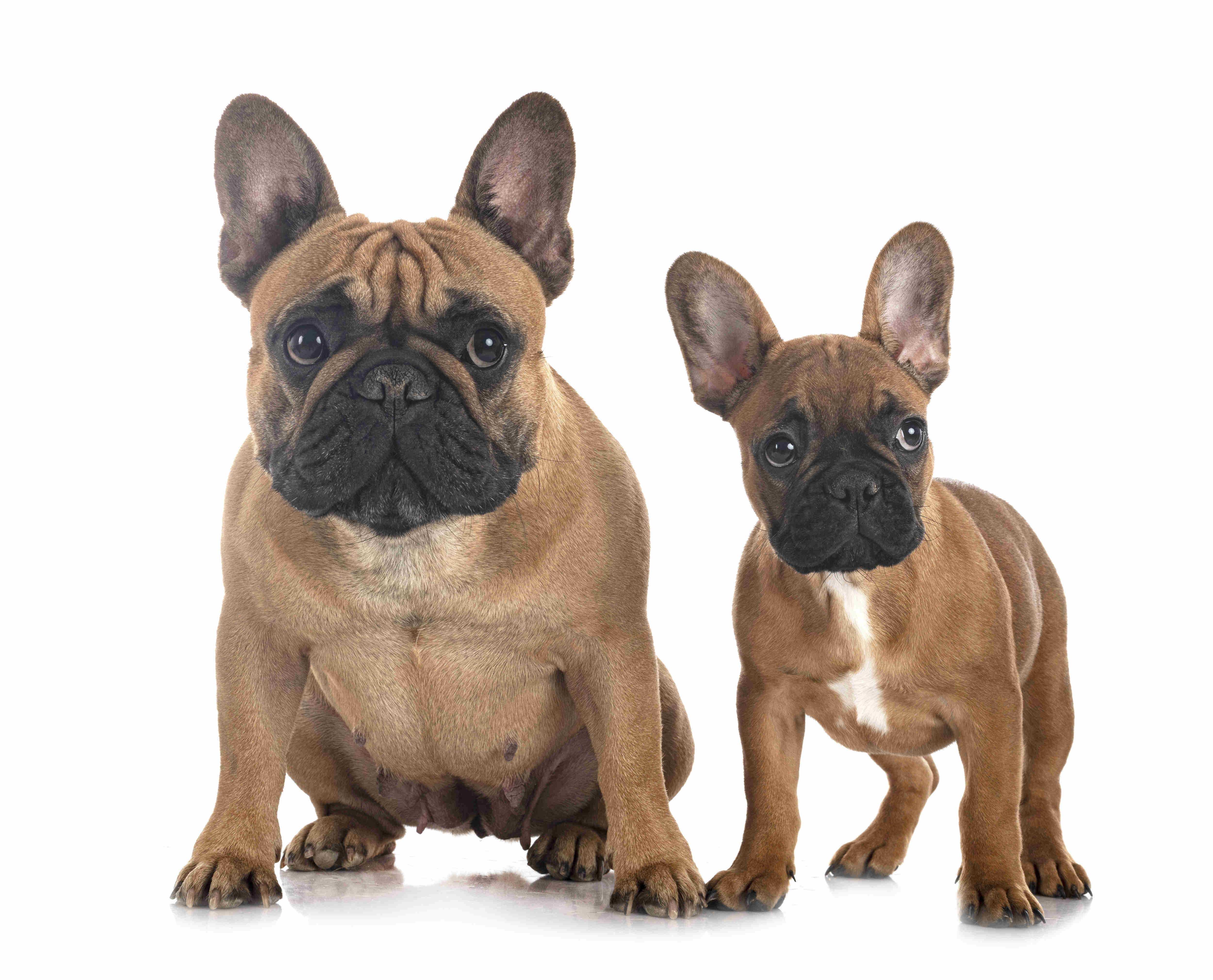 Exploring the Relationship Between French Bulldogs and Children: Are They a Good Match?