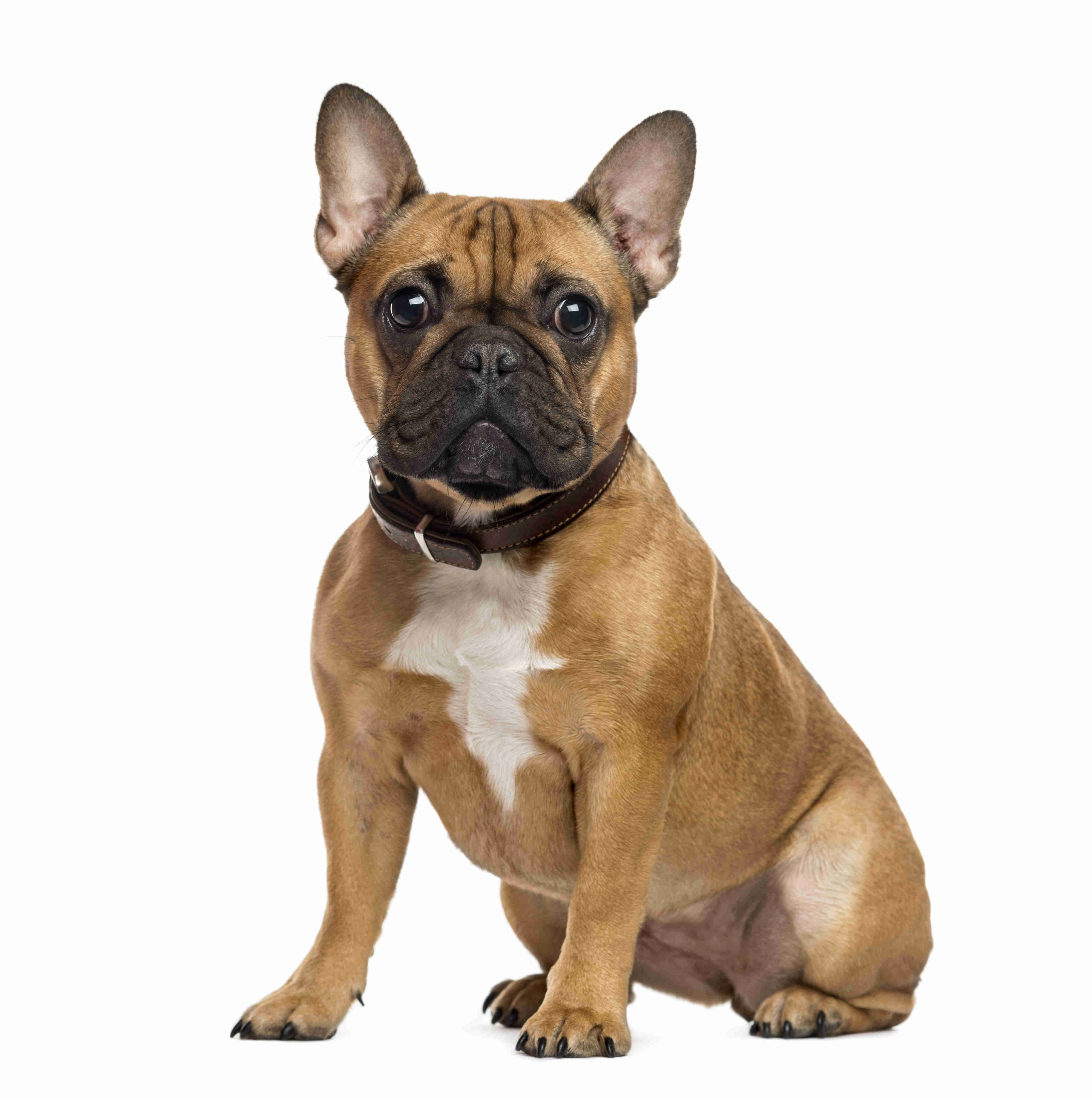 5 Effective Ways to Help Your French Bulldog Overcome Car Sickness