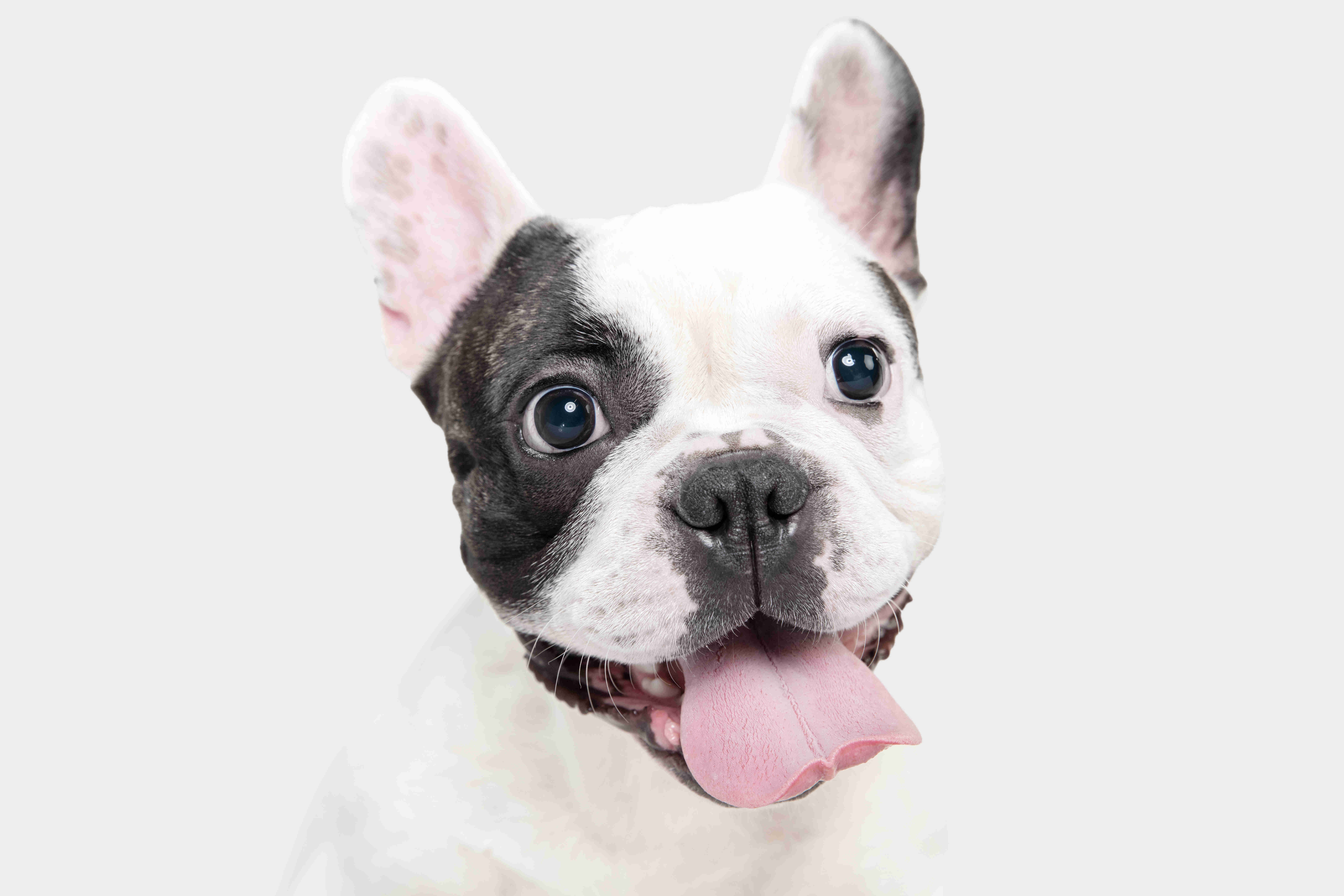 French Bulldog Puppy Safety: Tips to Prevent Jumping out of Windows and Balconies