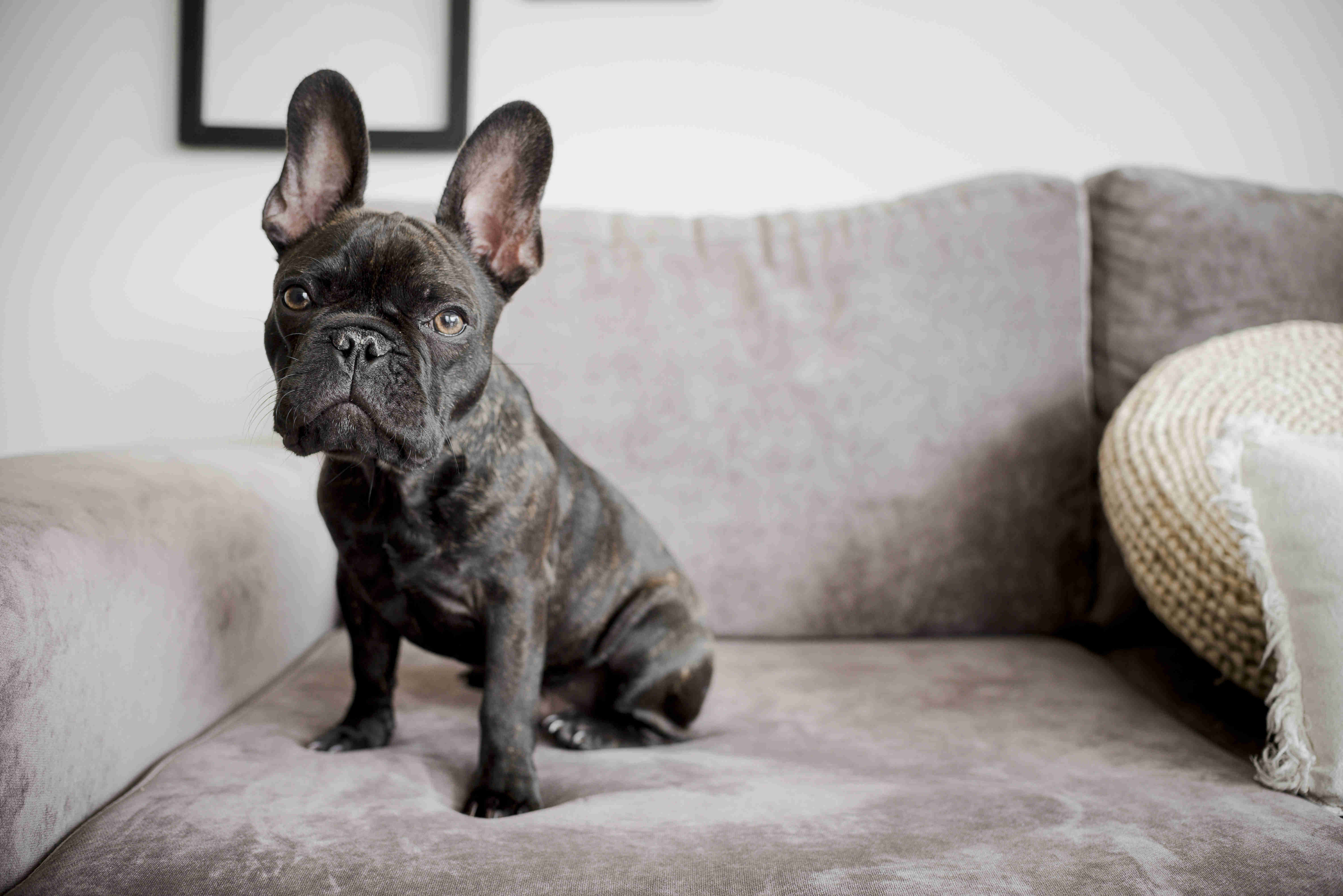 Training Your French Bulldog Puppy: Tips for Teaching Basic Commands