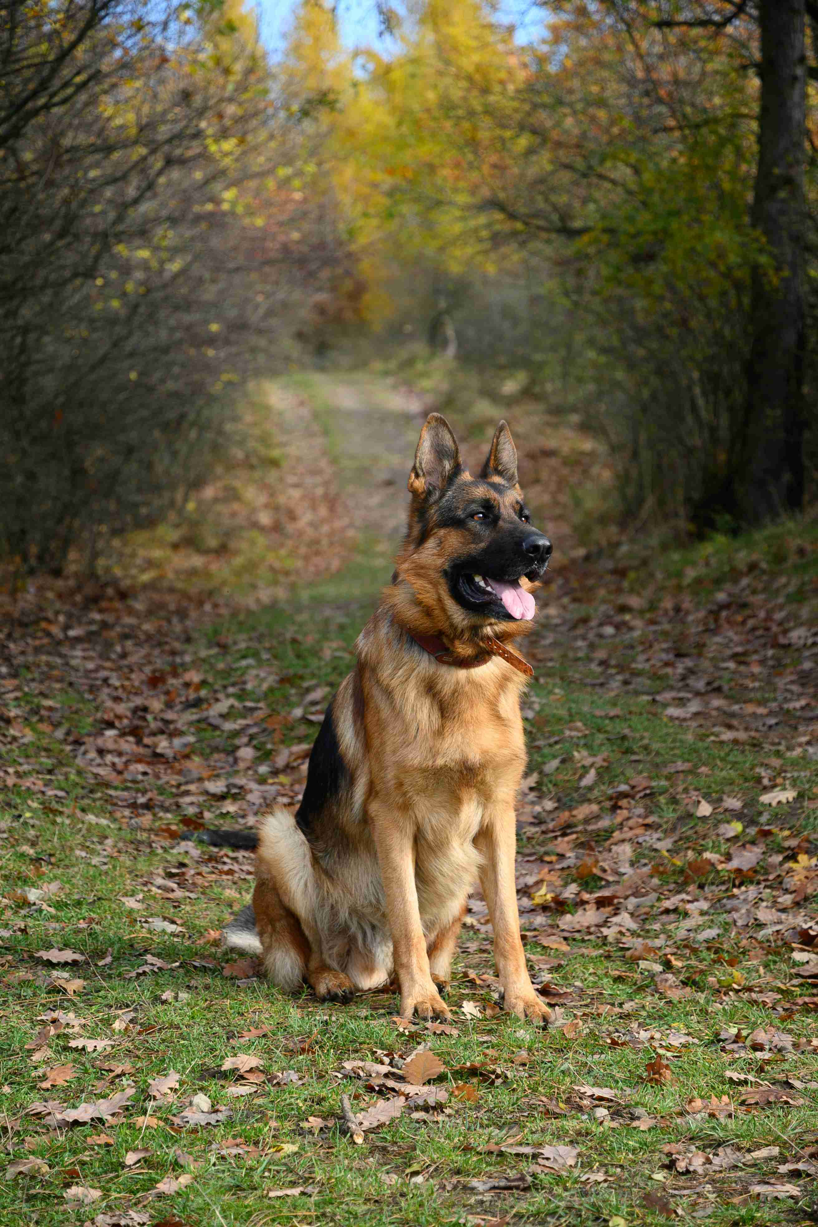 How do you prevent separation anxiety in a German shepherd puppy?