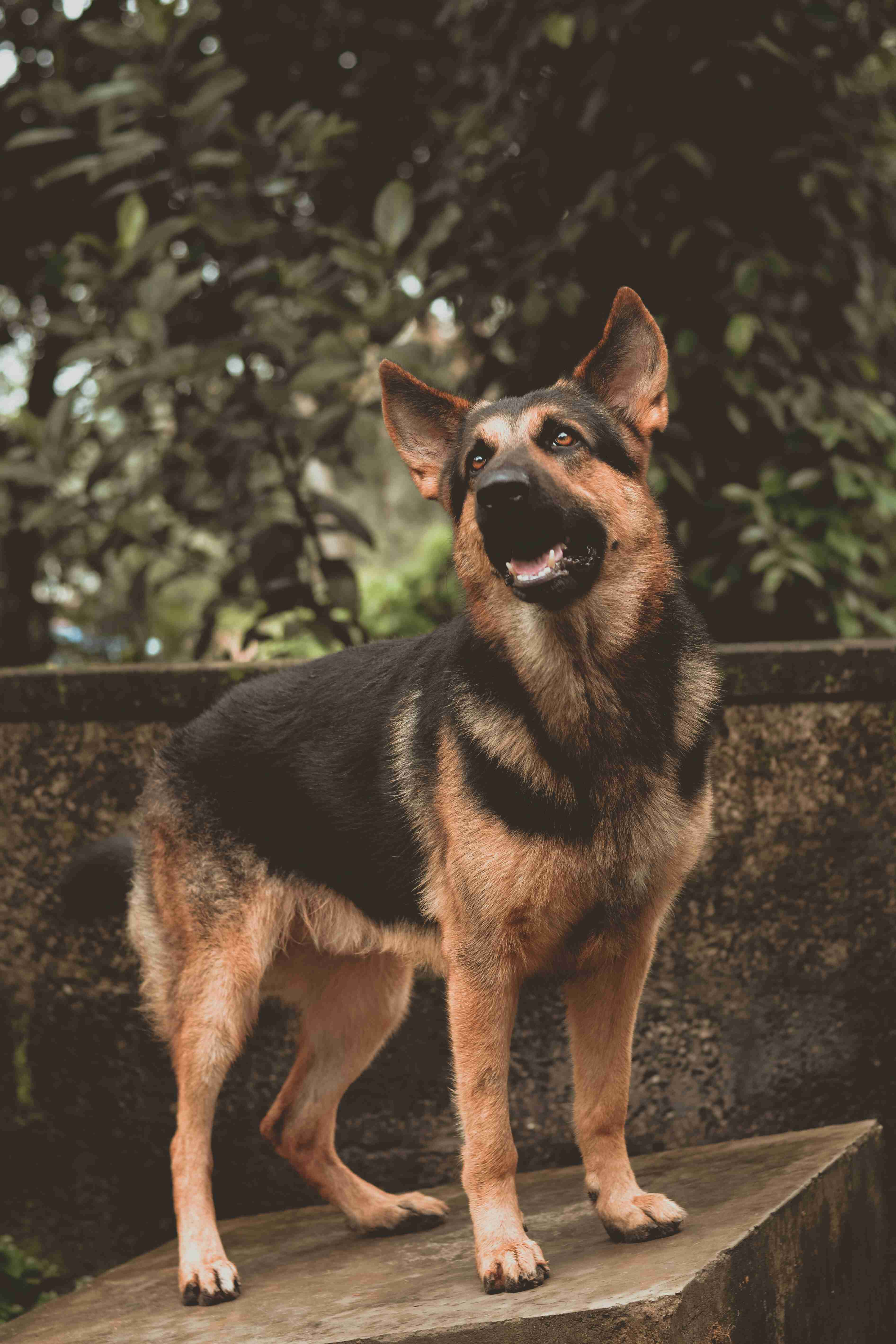 How can I prevent my German Shepherd from developing allergies to food?
