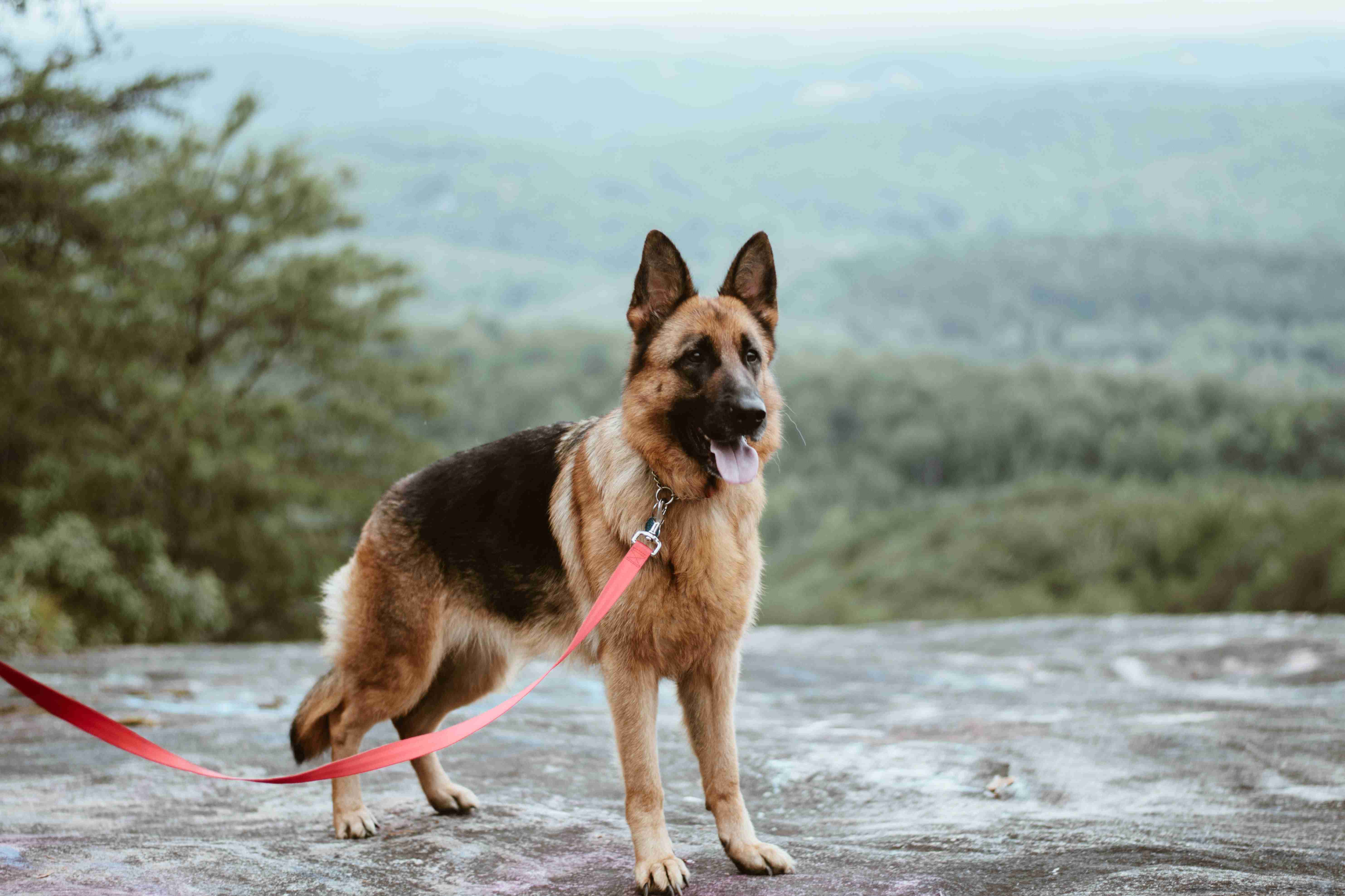 How do German shepherds interact with other pets in the household?