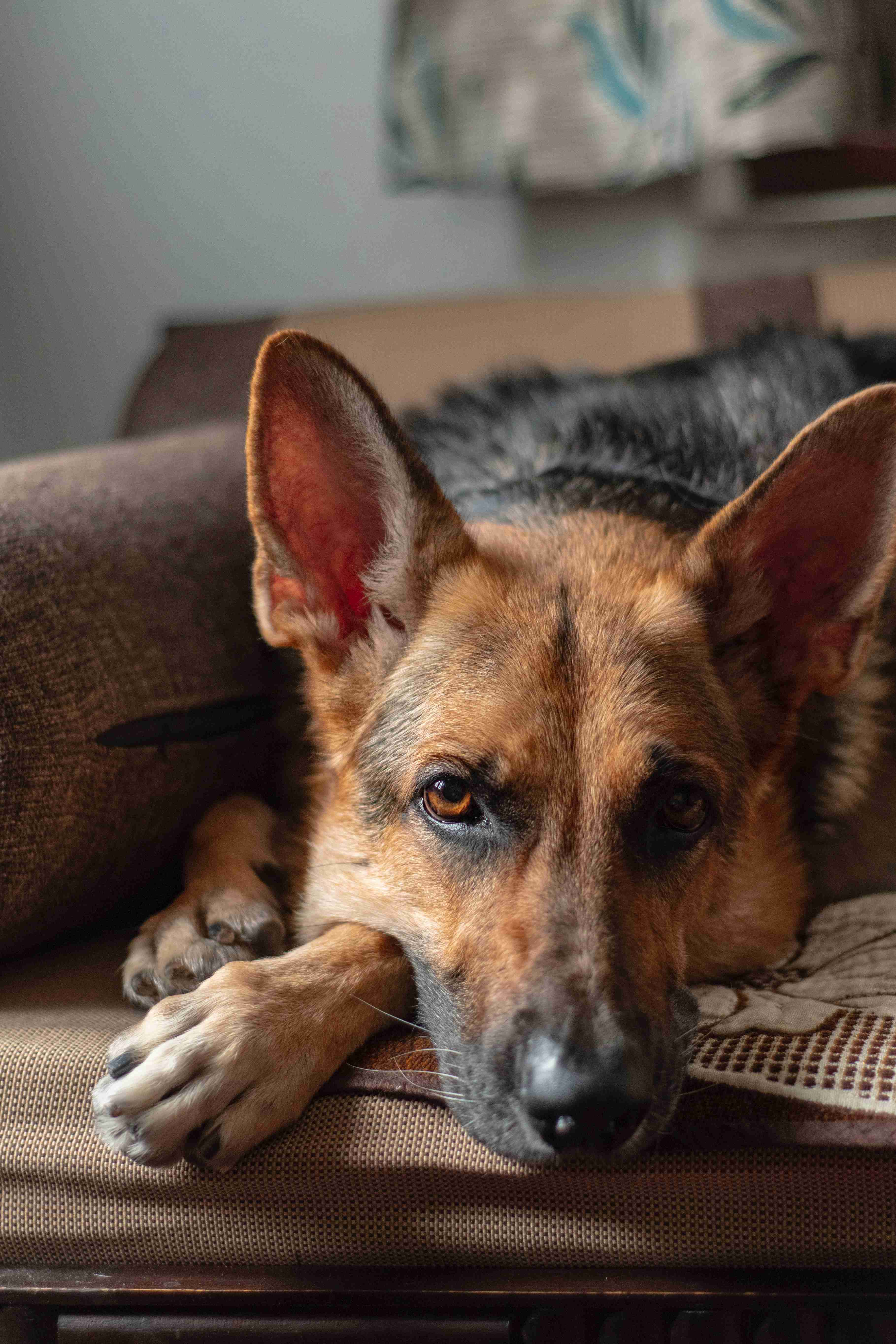 How can I prevent my German Shepherd from developing behavioral problems due to health issues?