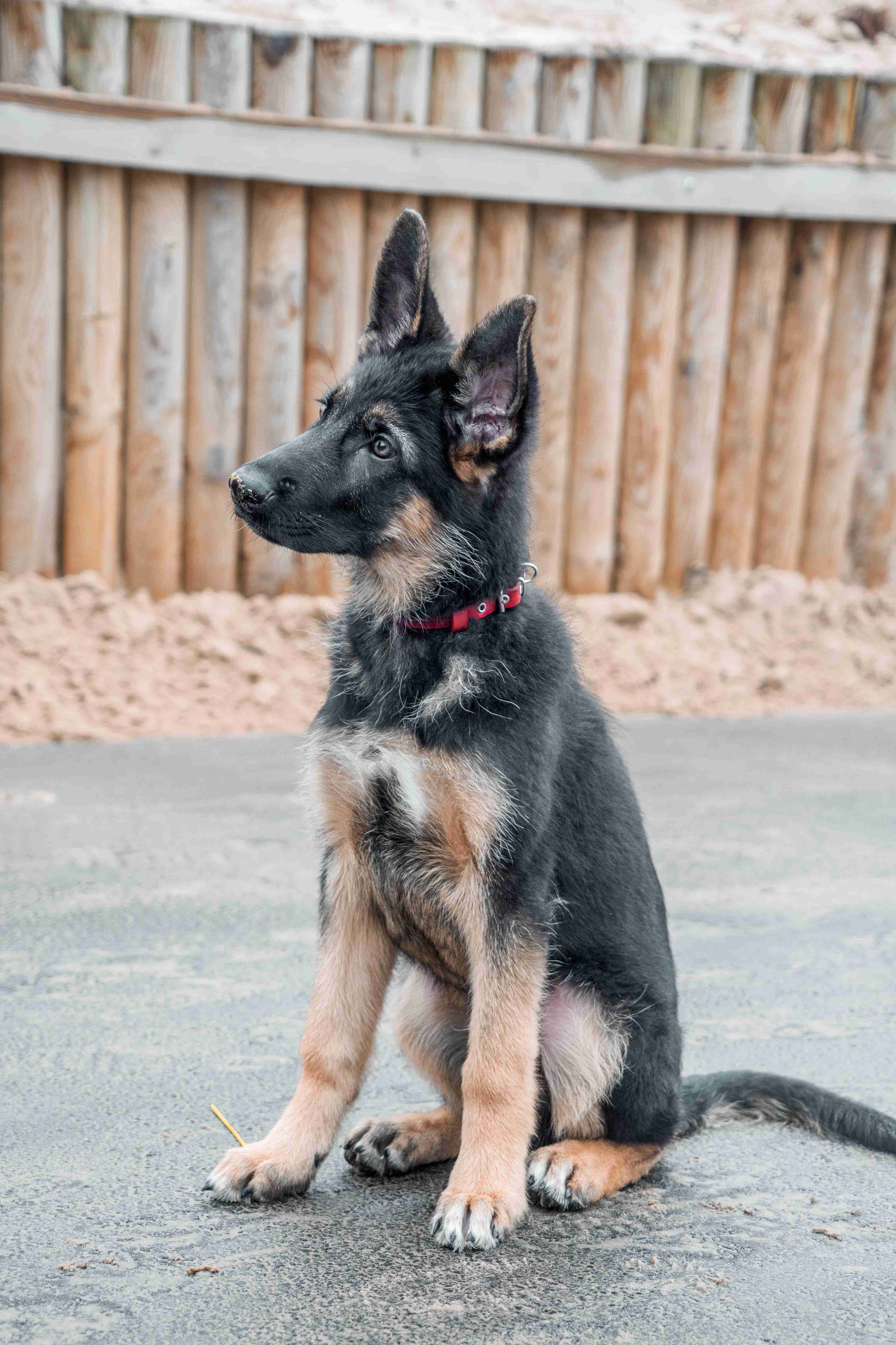 How often should you feed a German Shepherd puppy during the first two weeks?