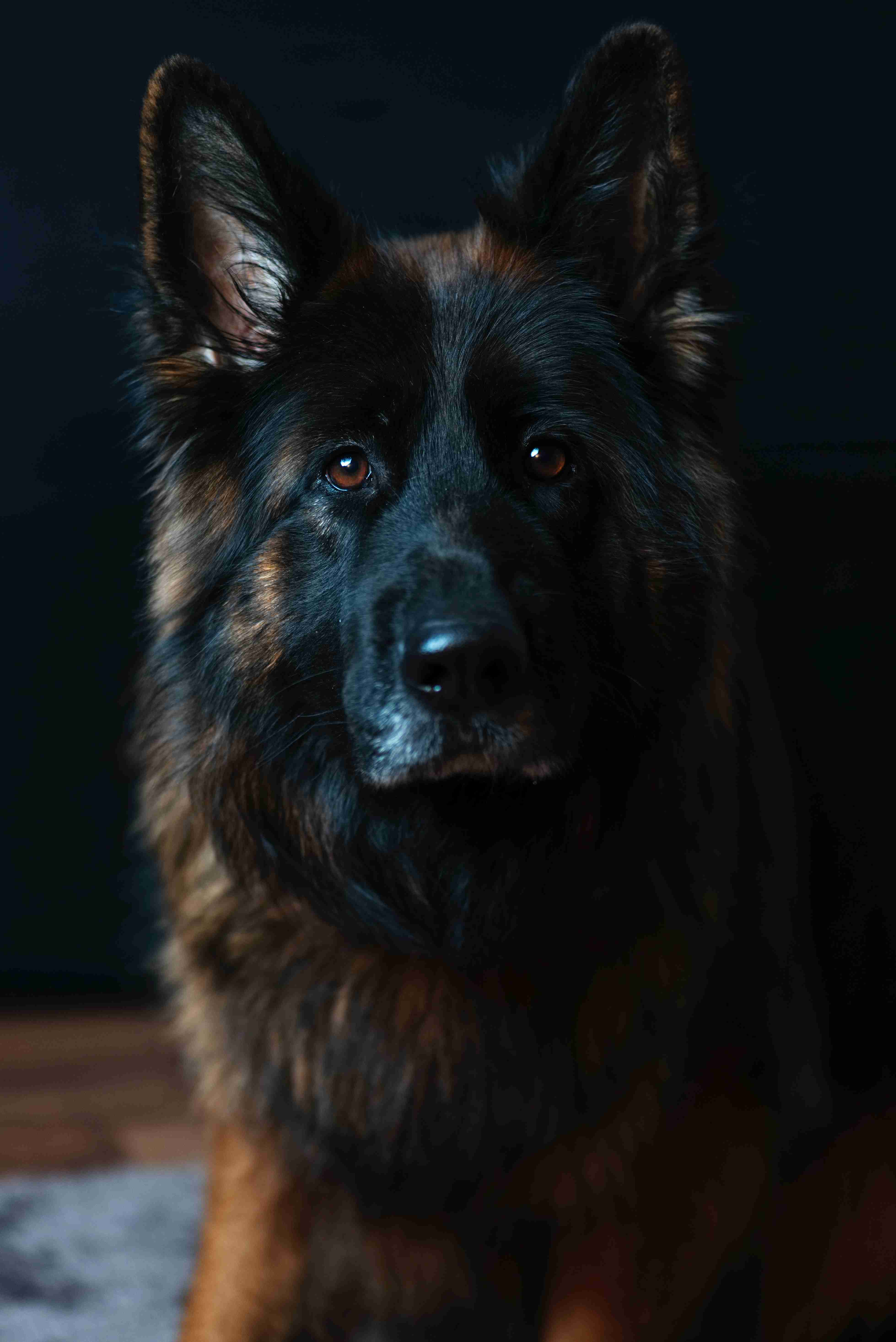 What are some creative ways to incorporate training and exercise into your daily routine with a German Shepherd in an apartment?