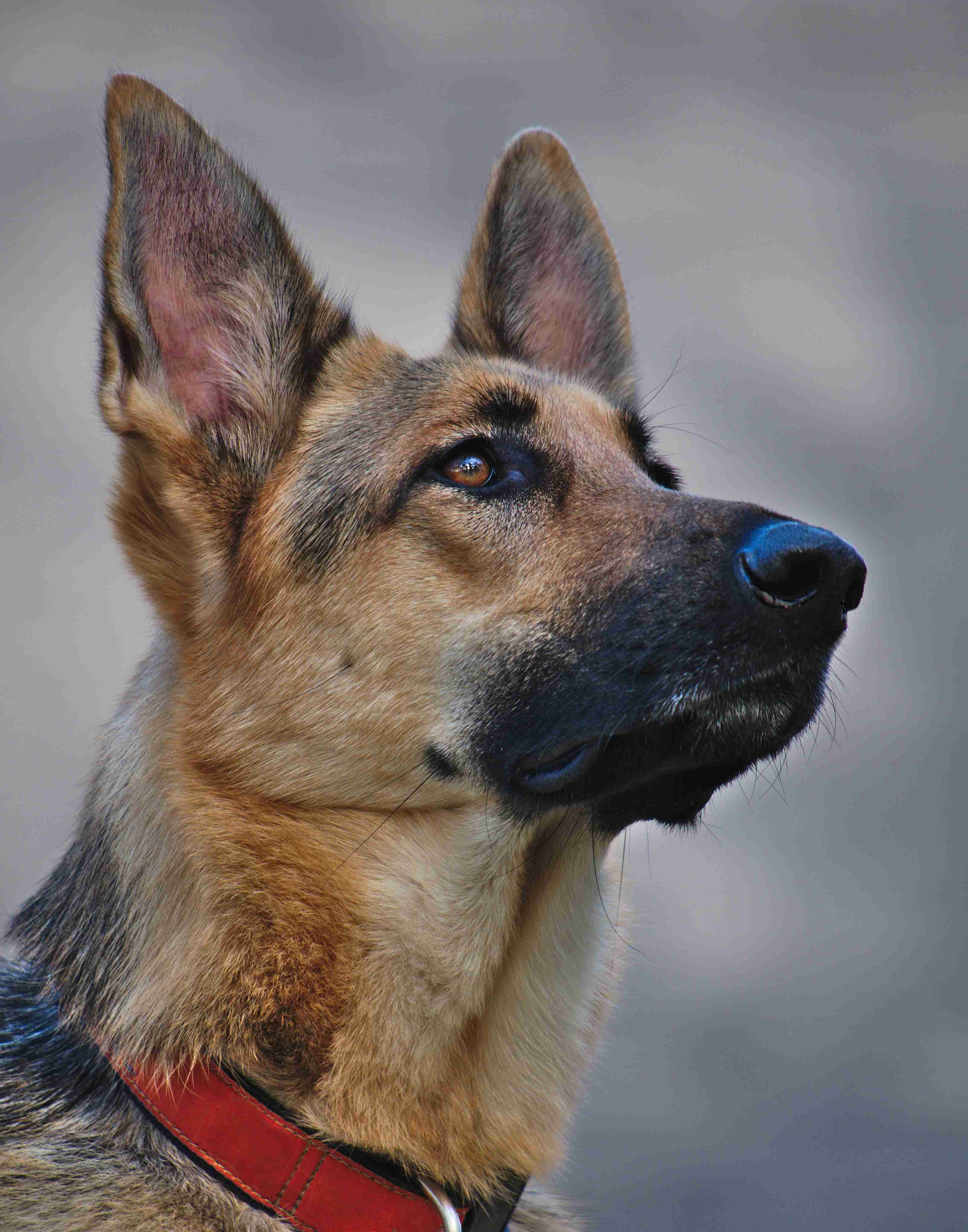 How do you prevent ear mites in a German shepherd?