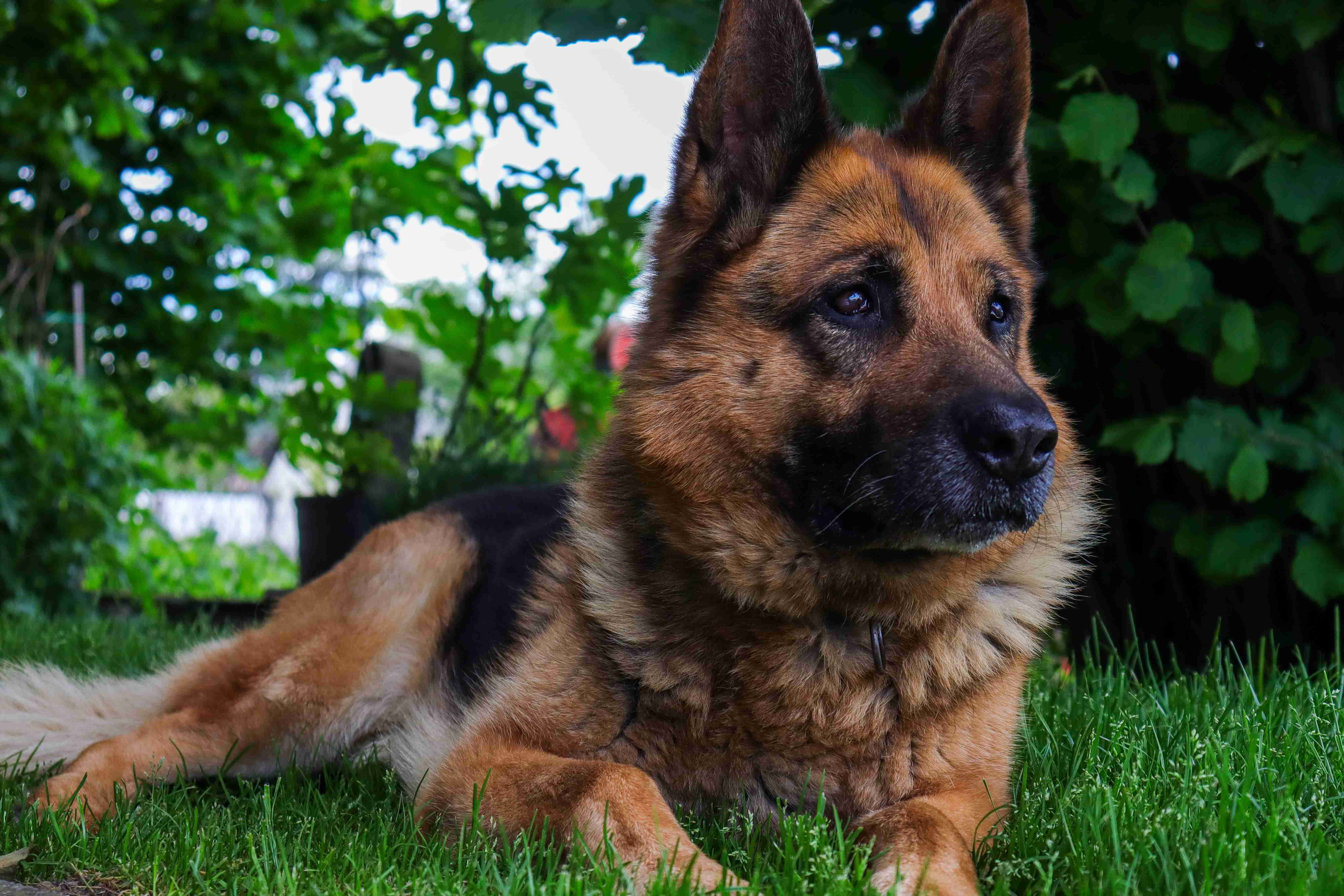 Can German shepherds be trained to track scents?