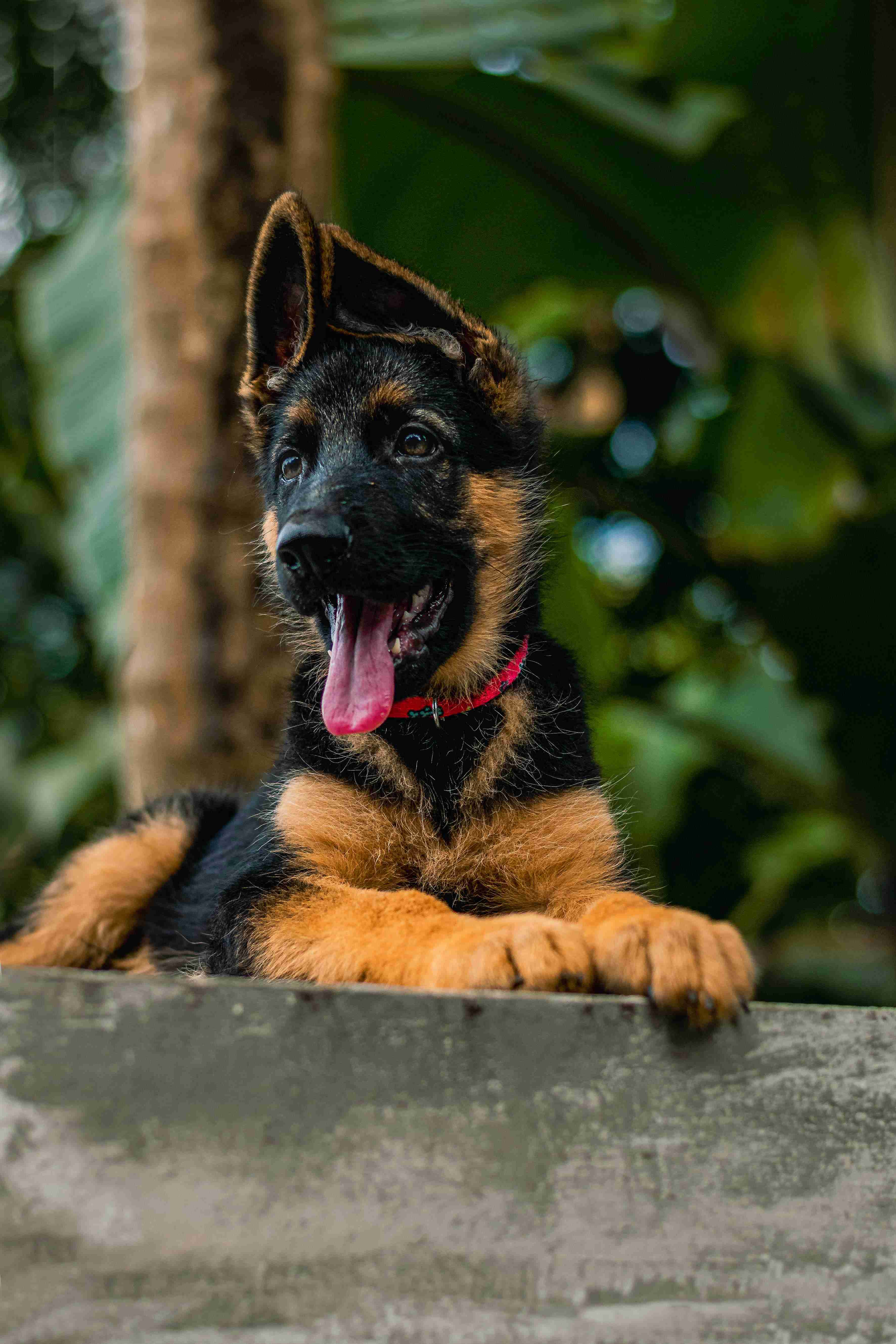 What are some good ways to teach a German Shepherd puppy to not be afraid of teeth brushing?