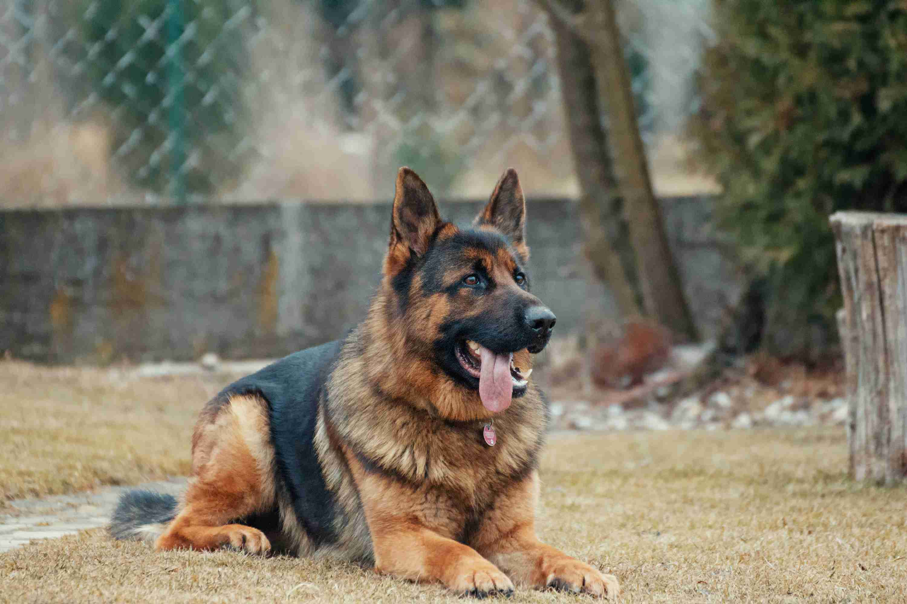 How much will it cost to care for a German shepherd per year?