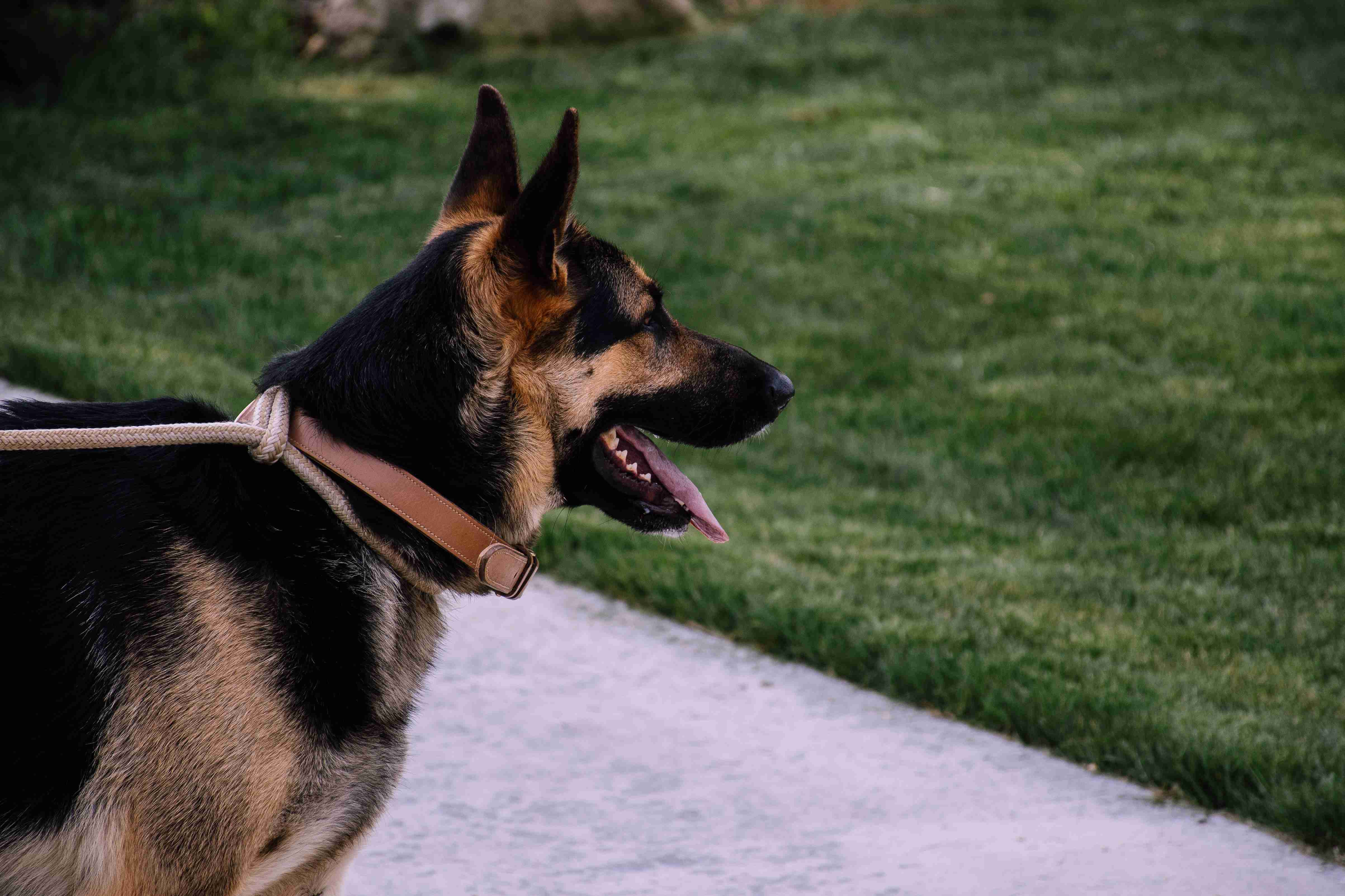 Can a German Shepherd be left alone in an apartment?