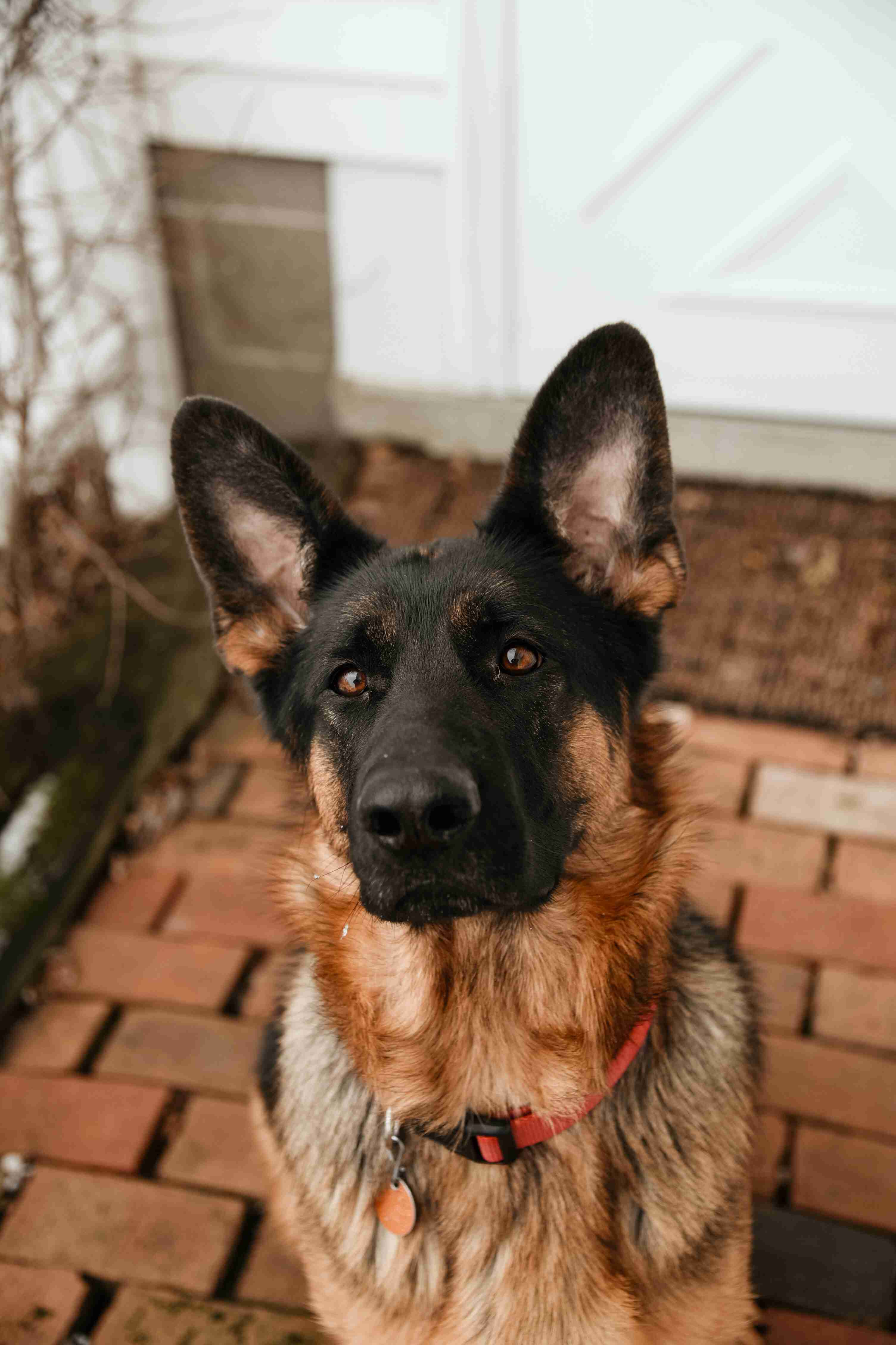 What are some good ways to teach a German Shepherd puppy to not be afraid of vacuum cleaners?