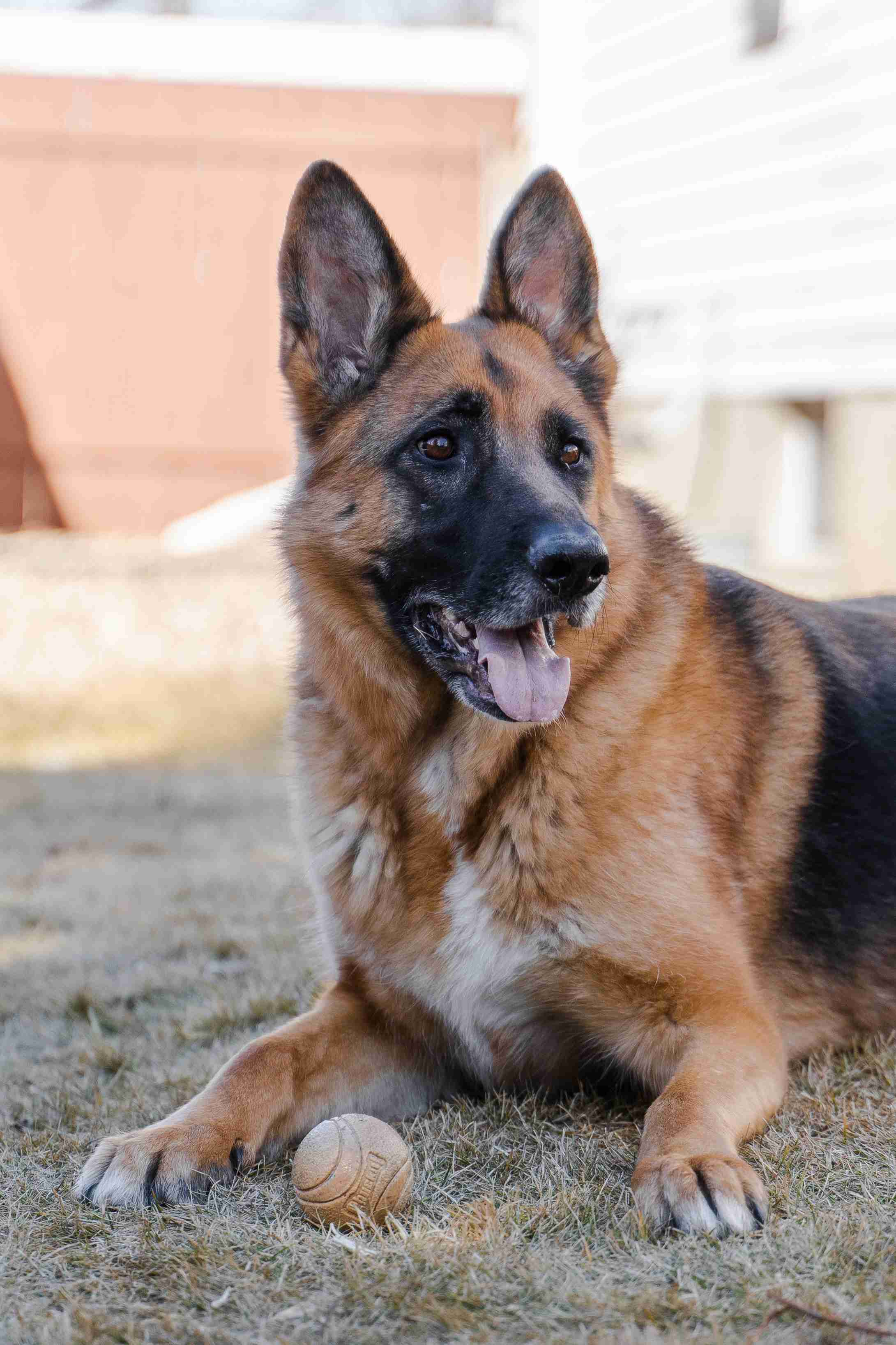 What is the best way to prevent jealousy towards other pets in a German shepherd?