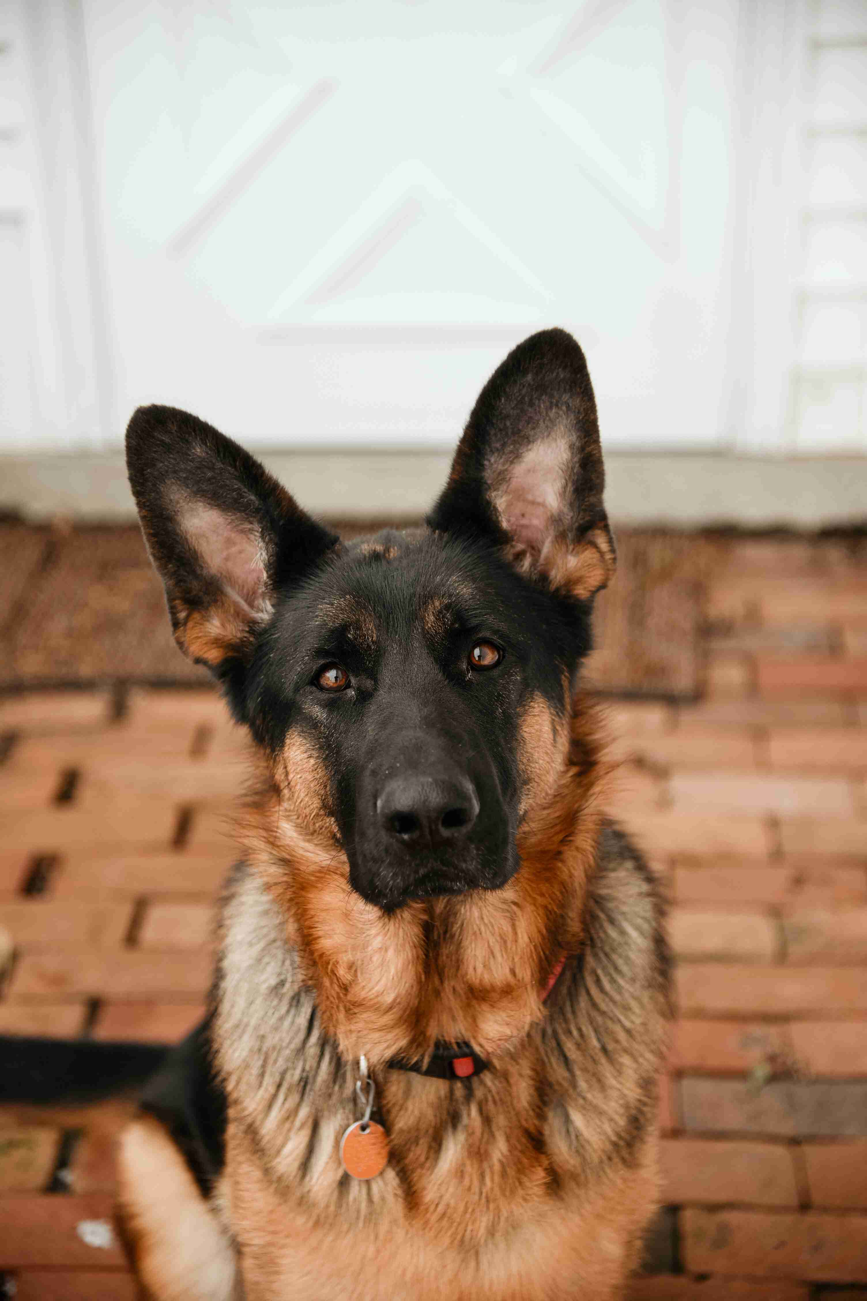 How can I prevent my German Shepherd from developing thyroid problems?
