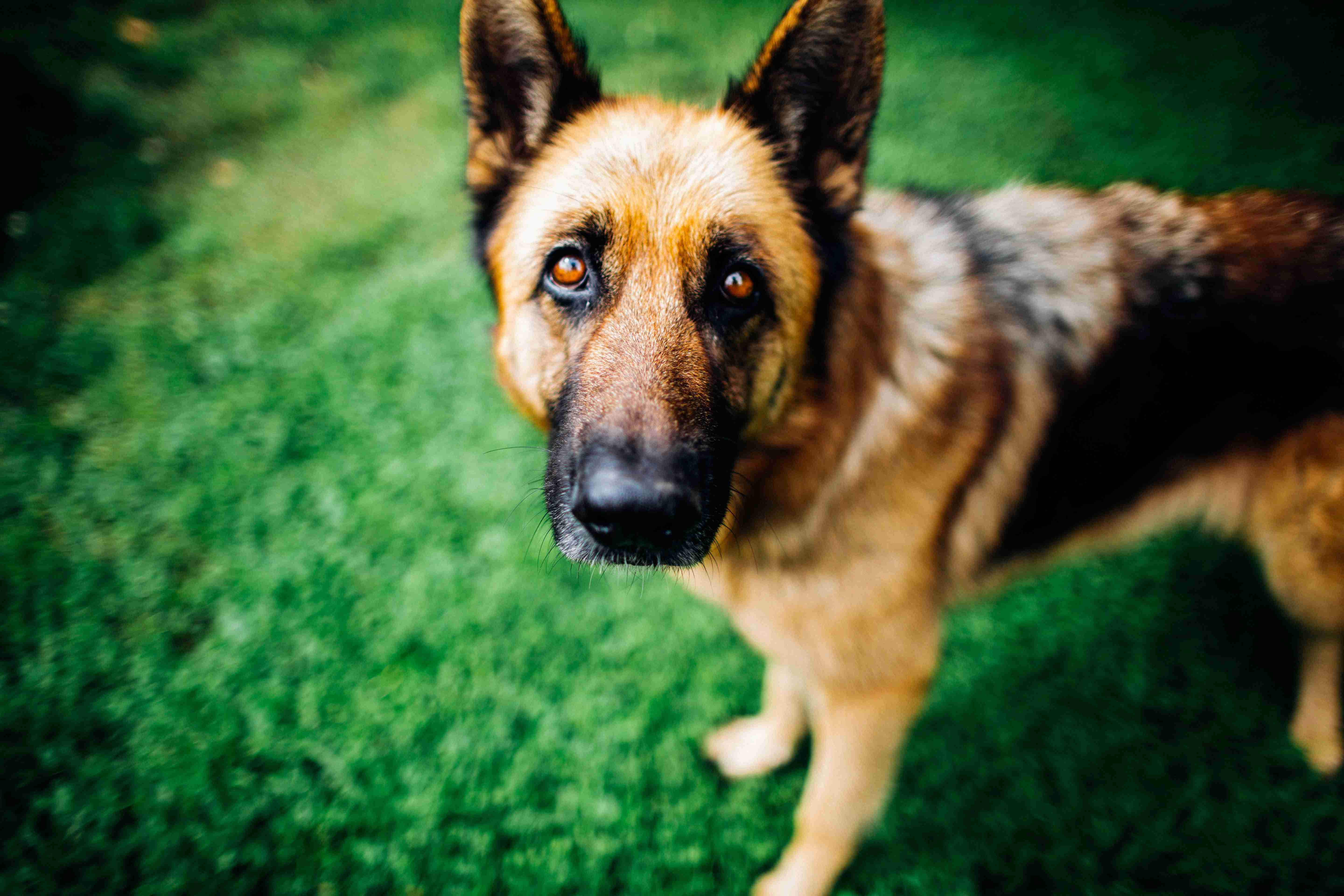 Can German shepherds be trained to detect seizures or other medical issues?