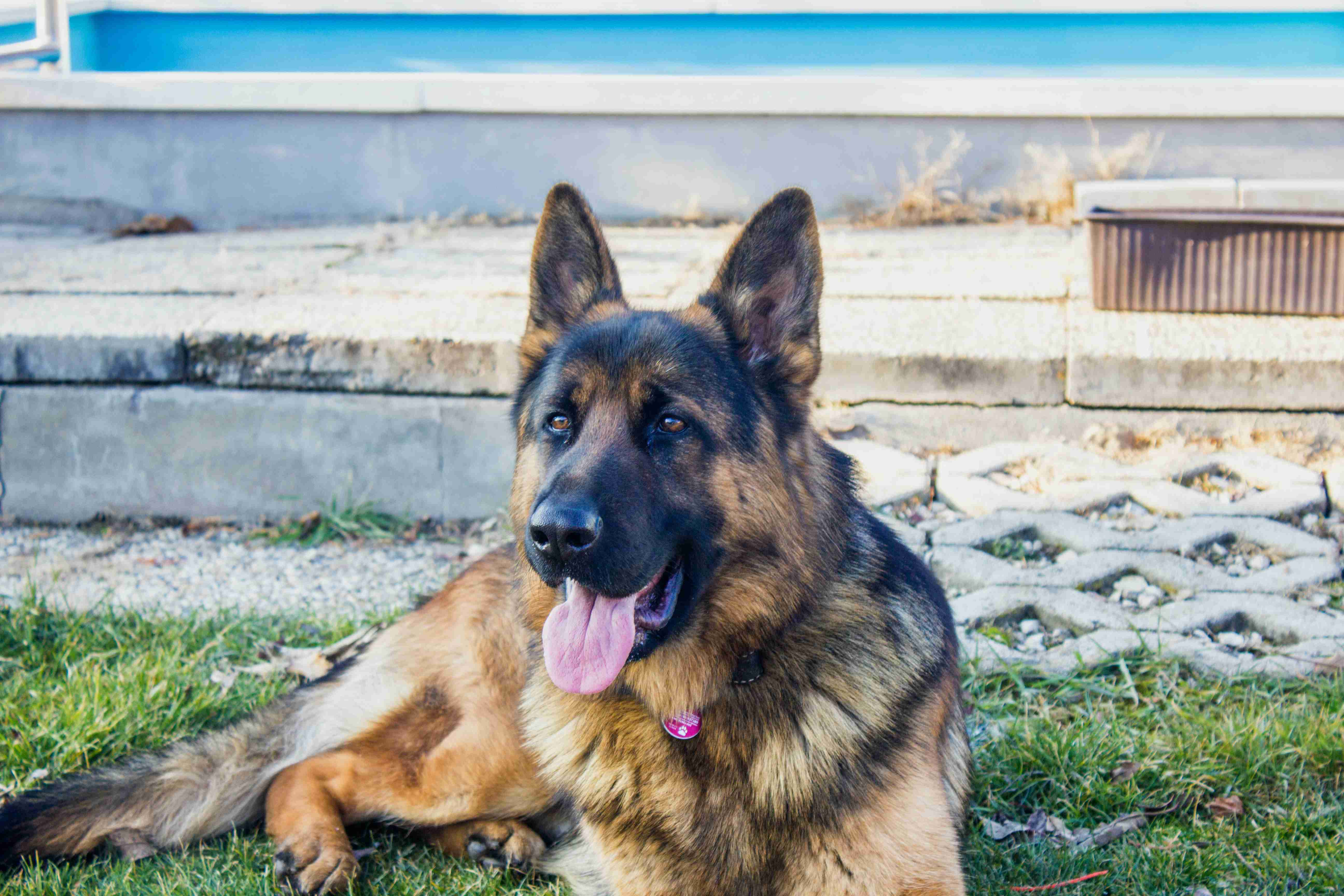 Are German shepherds prone to any specific dental issues?